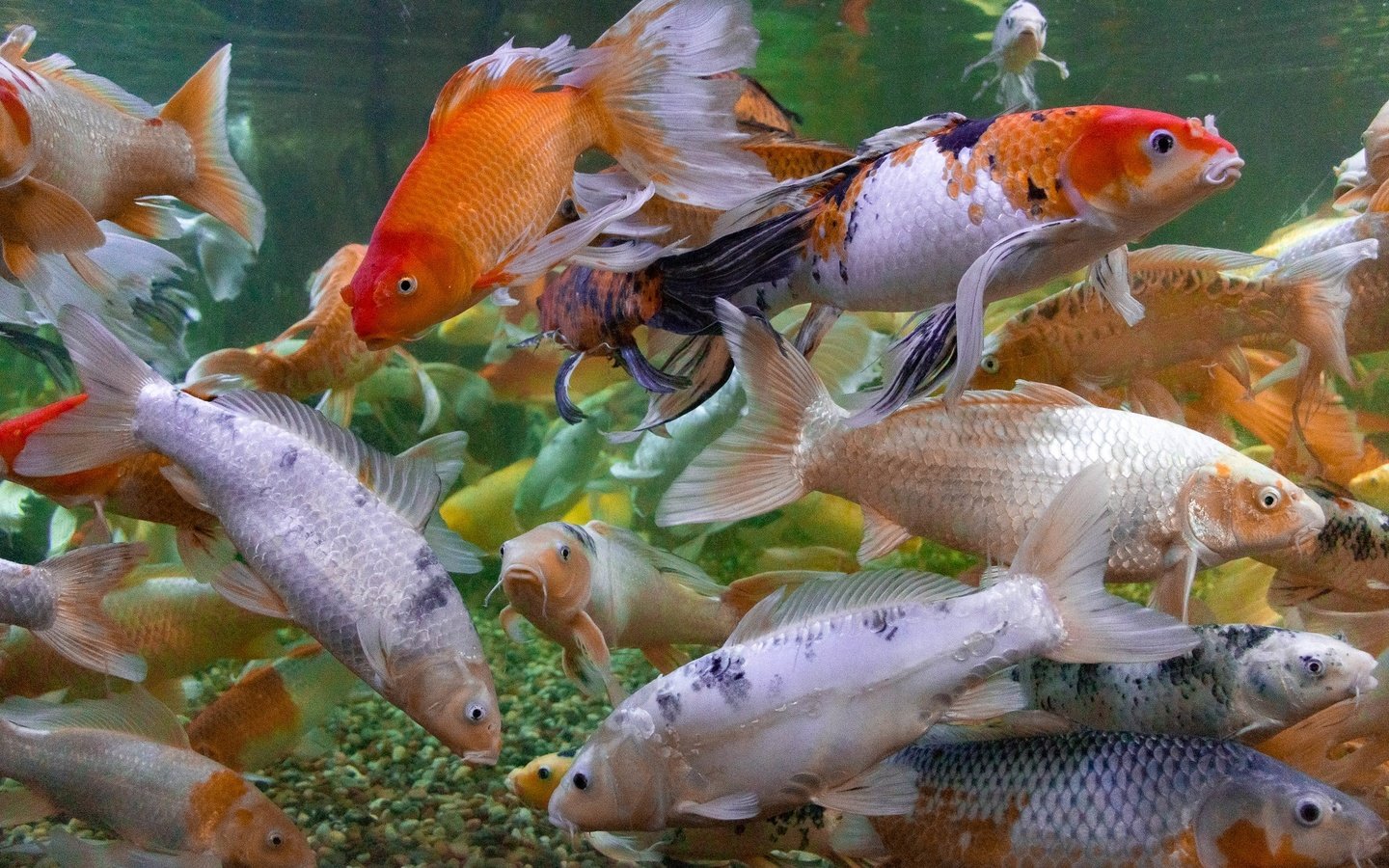 Обои разноцветные, рыбы, под водой, много, японии, карпы кои, by brandonlord, colorful, fish, under water, a lot, japan разрешение 2048x1274 Загрузить