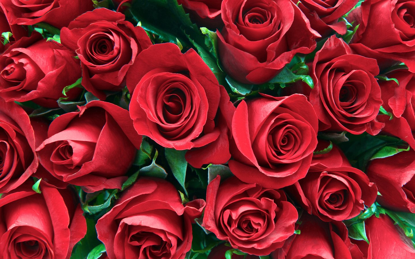Обои цветы, бутоны, розы, лепестки, flowers, buds, roses, petals разрешение 4680x3120 Загрузить