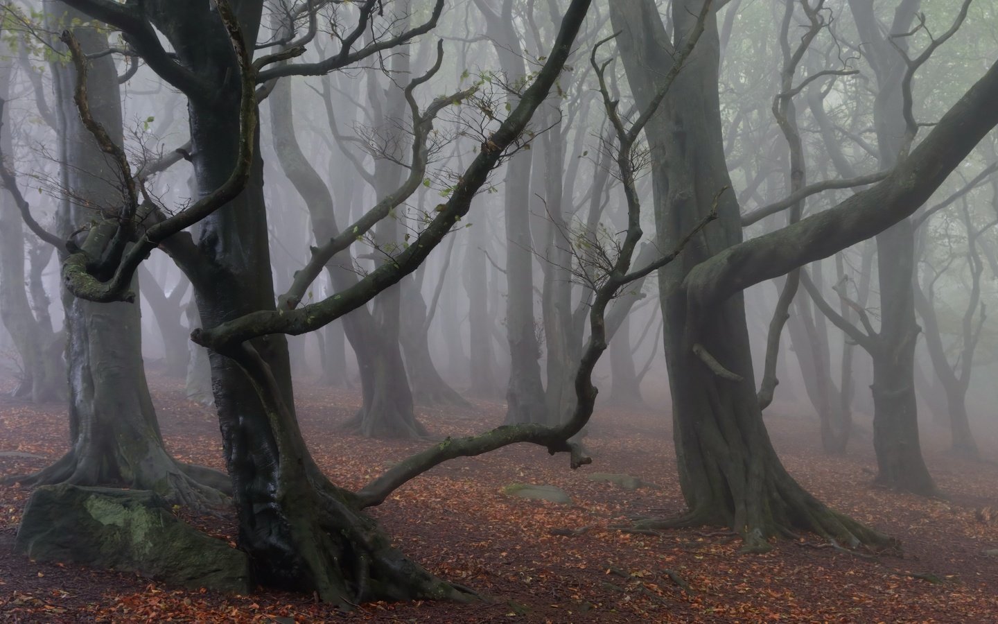 Обои деревья, лес, туман, trees, forest, fog разрешение 3840x2160 Загрузить