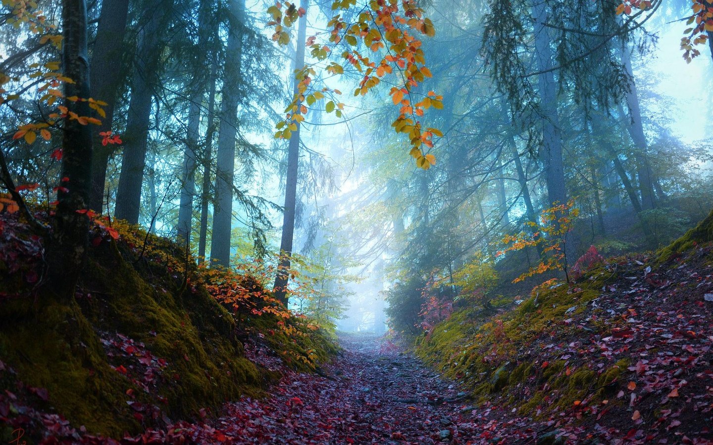 Обои деревья, природа, лес, туман, осень, тропинка, trees, nature, forest, fog, autumn, path разрешение 2048x1365 Загрузить