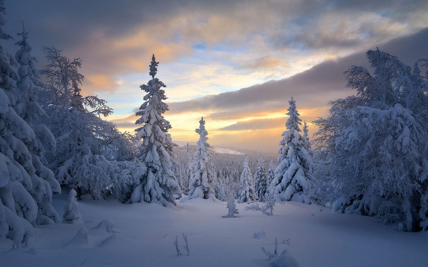 Обои деревья, снег, лес, зима, россия, ели, тайга, trees, snow, forest, winter, russia, ate, taiga разрешение 1920x1153 Загрузить