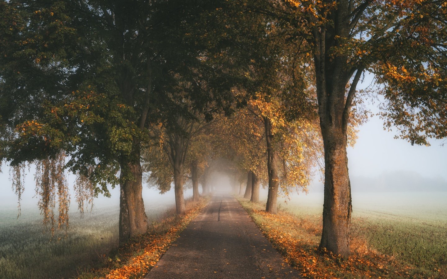 Обои дорога, деревья, туман, осень, road, trees, fog, autumn разрешение 5120x3414 Загрузить