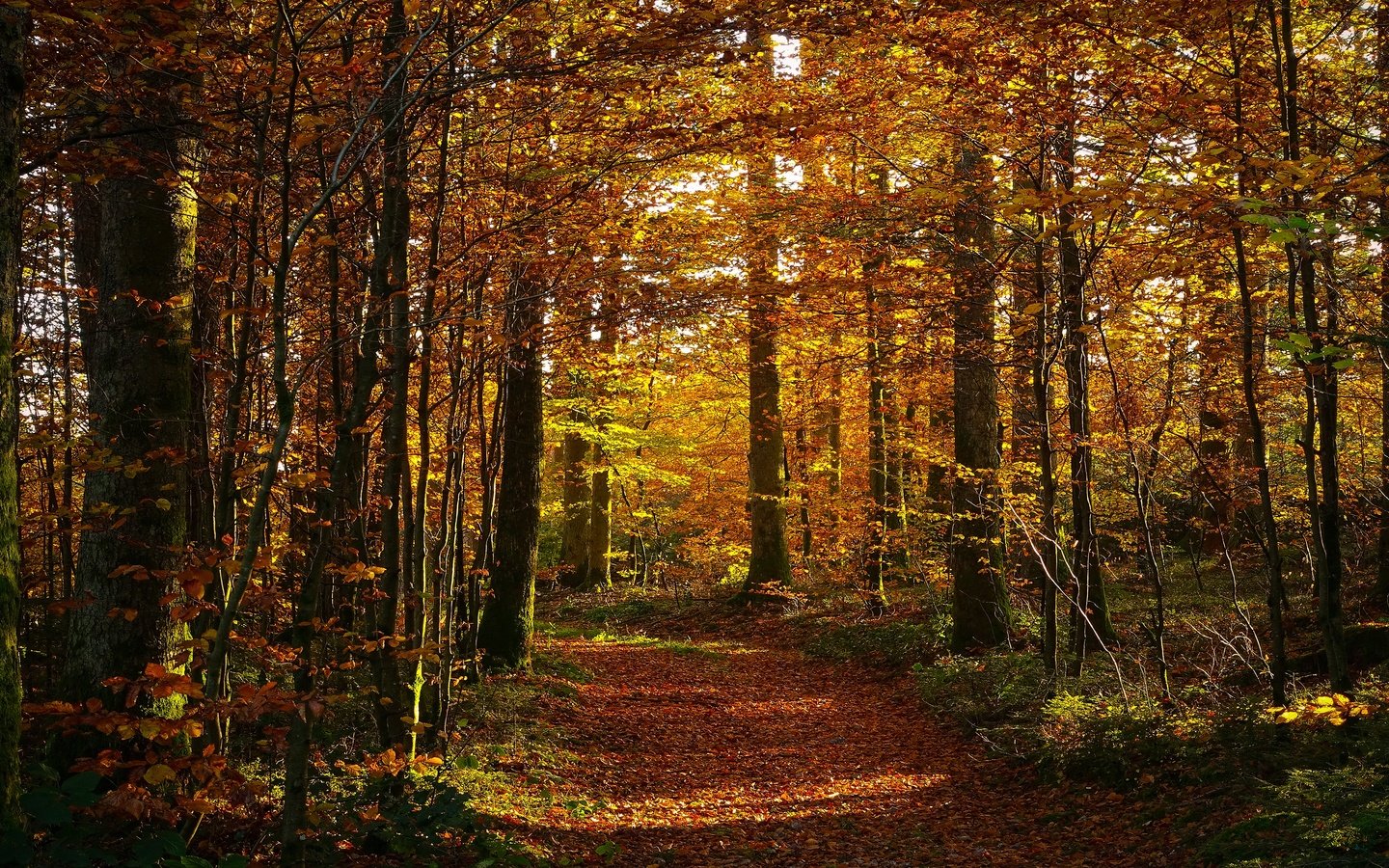 Обои лес, листва, осень, тропинка, forest, foliage, autumn, path разрешение 3840x2160 Загрузить