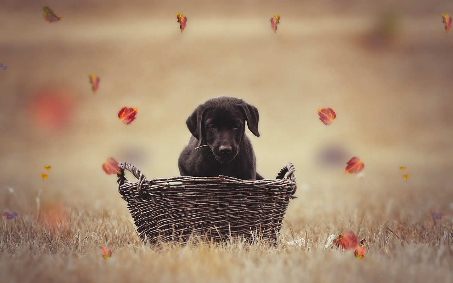 Обои листья, осень, собака, щенок, корзина, лабрадор, боке, leaves, autumn, dog, puppy, basket, labrador, bokeh разрешение 2000x1333 Загрузить