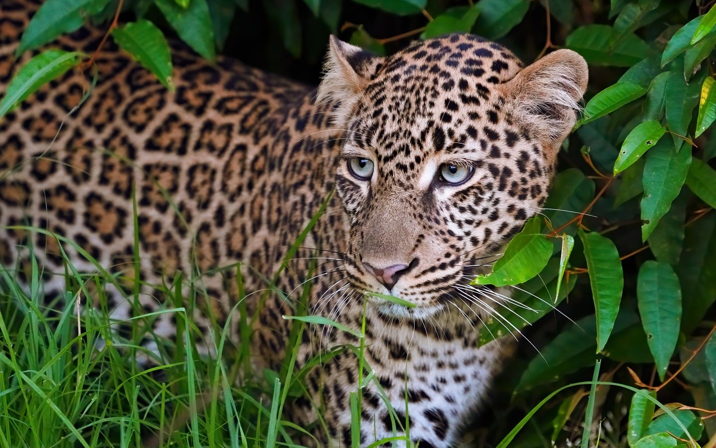 Обои морда, листья, портрет, взгляд, леопард, face, leaves, portrait, look, leopard разрешение 3840x2160 Загрузить