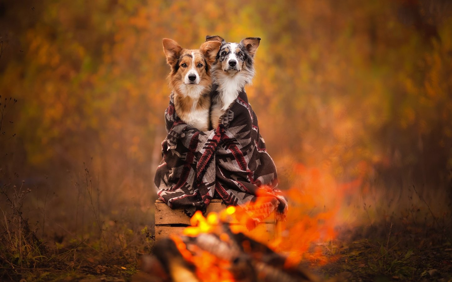 Обои осень, плед, собаки, ящик, боке, autumn, plaid, dogs, box, bokeh разрешение 2048x1365 Загрузить