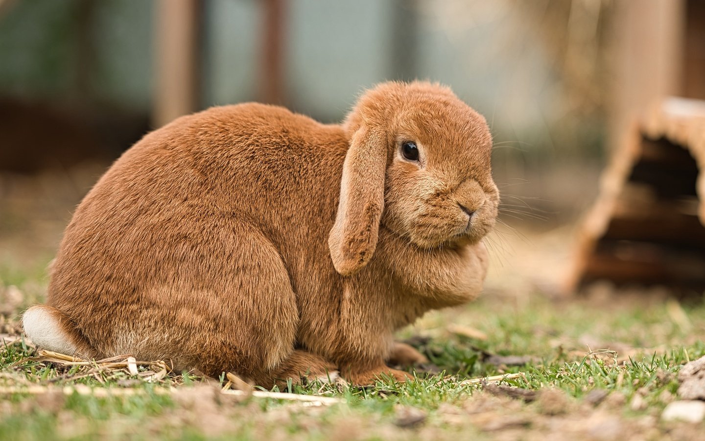 Обои поляна, мордашка, кролик, рыжий, зайчик, вислоухий, glade, face, rabbit, red, bunny, fold разрешение 4073x2710 Загрузить