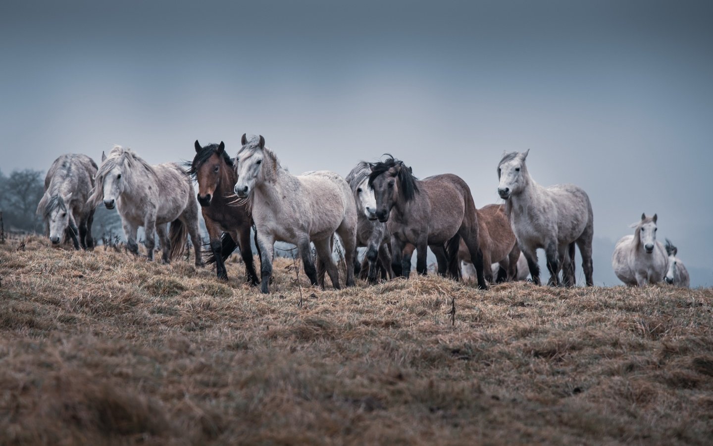 Обои природа, кони, табун, nature, horses, the herd разрешение 3840x2160 Загрузить