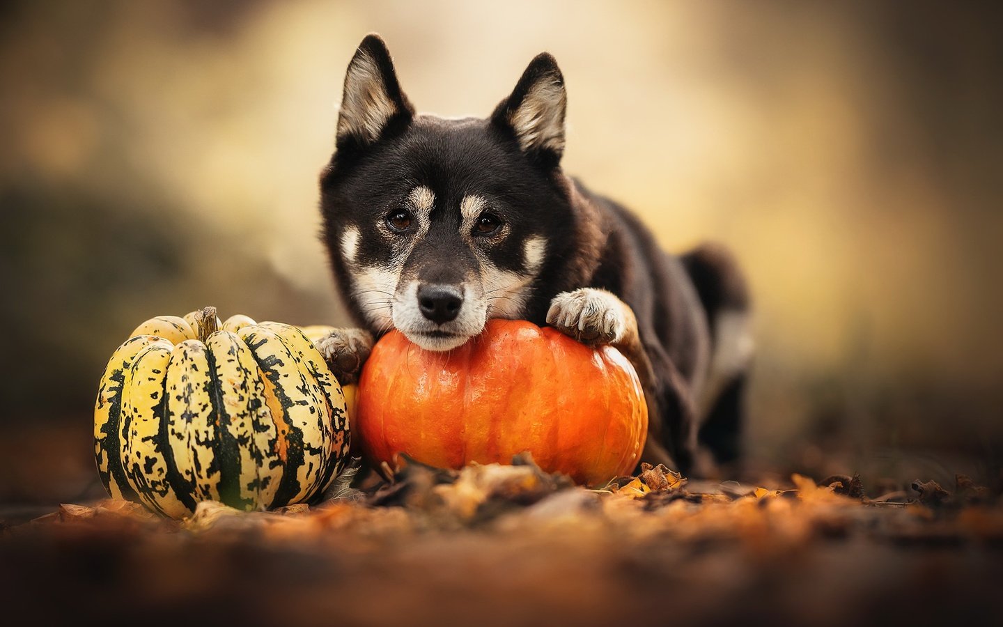 Обои природа, собака, тыква, nature, dog, pumpkin разрешение 2048x1365 Загрузить