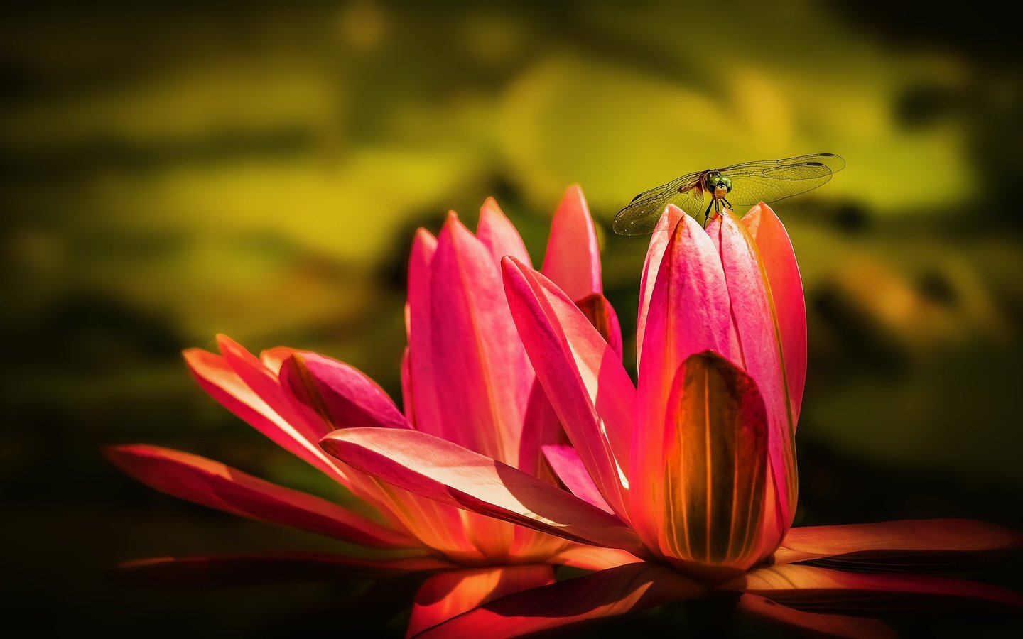 Обои макро, водяная лилия, насекомое, цветок, крылья, стрекоза, пруд, кувшинка, нимфея, macro, water lily, insect, flower, wings, dragonfly, pond, lily, nymphaeum разрешение 2880x1620 Загрузить