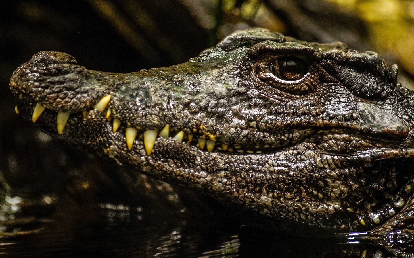 Обои морда, взгляд, крокодил, face, look, crocodile разрешение 2560x1705 Загрузить