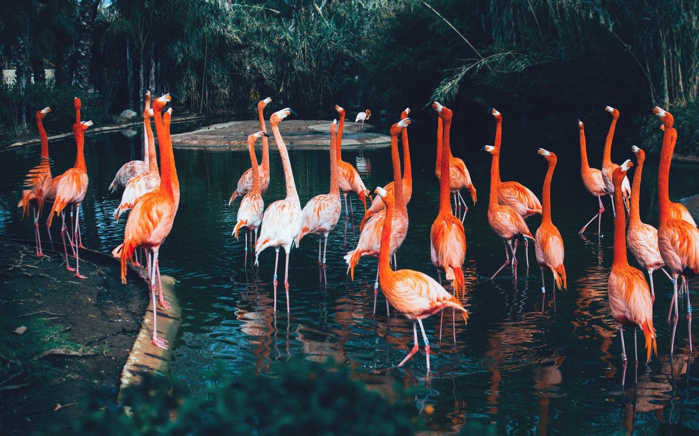 Обои природа, фламинго, nature, flamingo разрешение 2400x1598 Загрузить