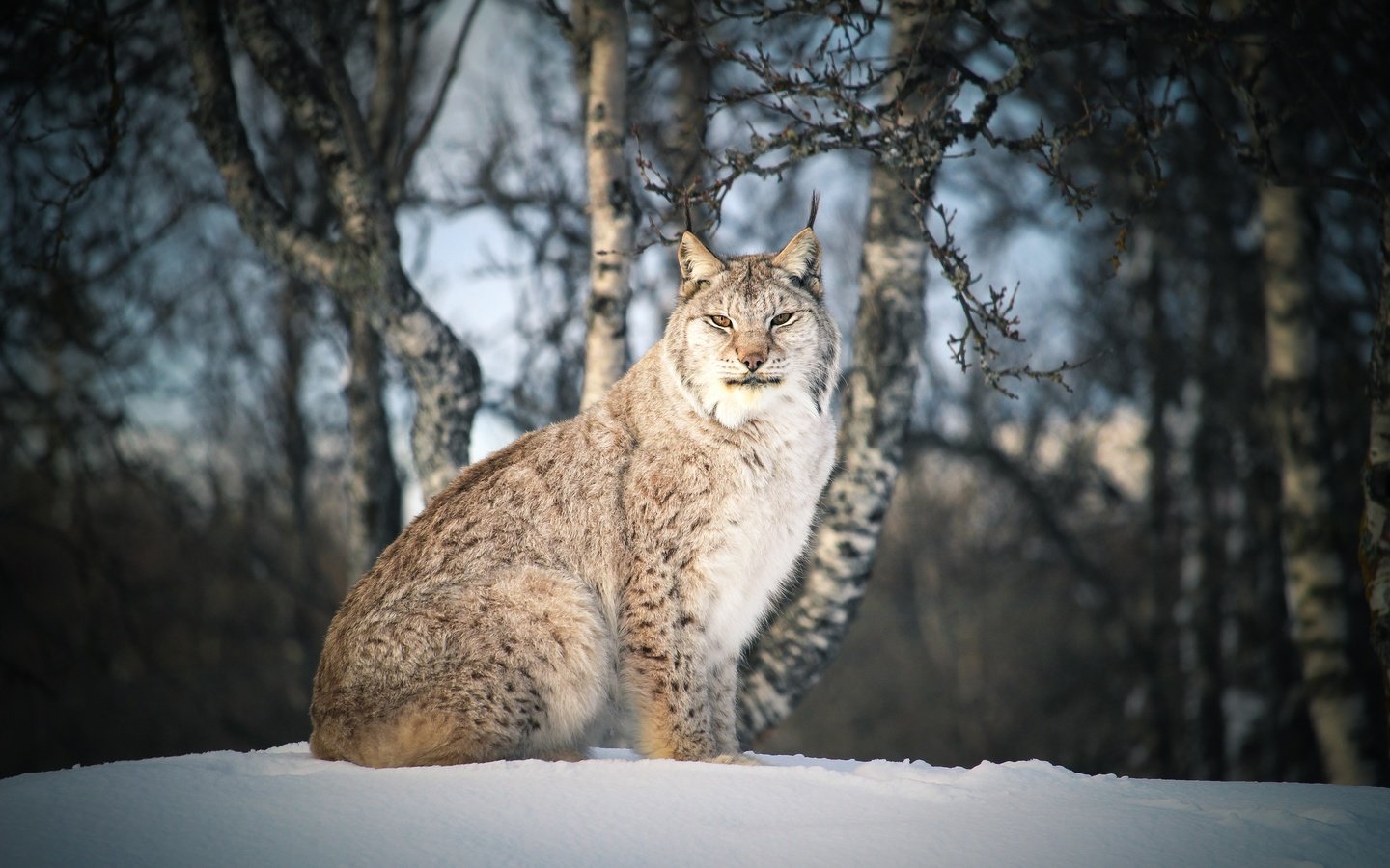 Обои снег, лес, зима, рысь, ветки, взгляд, сидит, темный фон, snow, forest, winter, lynx, branches, look, sitting, the dark background разрешение 3840x2560 Загрузить