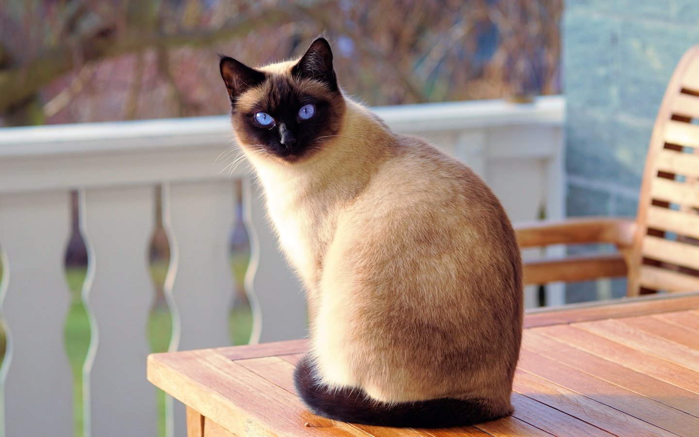 Обои кот, мордочка, кошка, взгляд, голубые глаза, сиамская, cat, muzzle, look, blue eyes, siamese разрешение 4156x2771 Загрузить