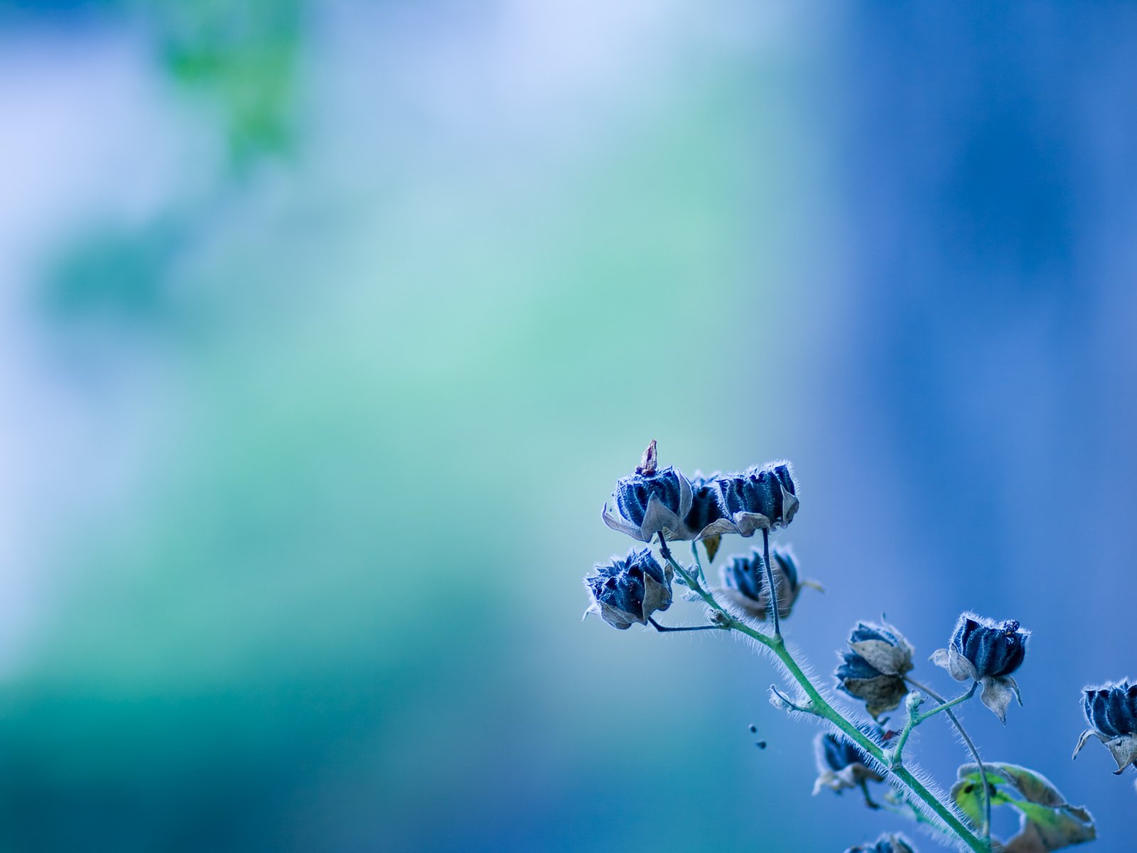 Обои цветок, голубой, голубая, етекстура, колокольчик, цветком, flower, blue, texture, bell разрешение 1920x1200 Загрузить