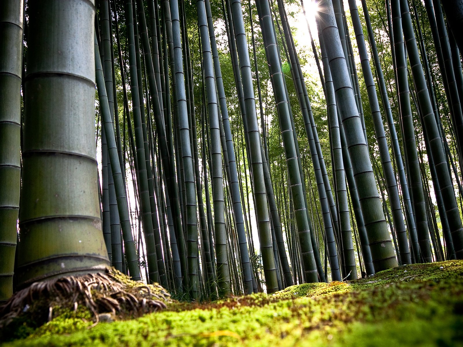 Обои япония, киото, бамбук, japan, kyoto, bamboo разрешение 2560x1600 Загрузить