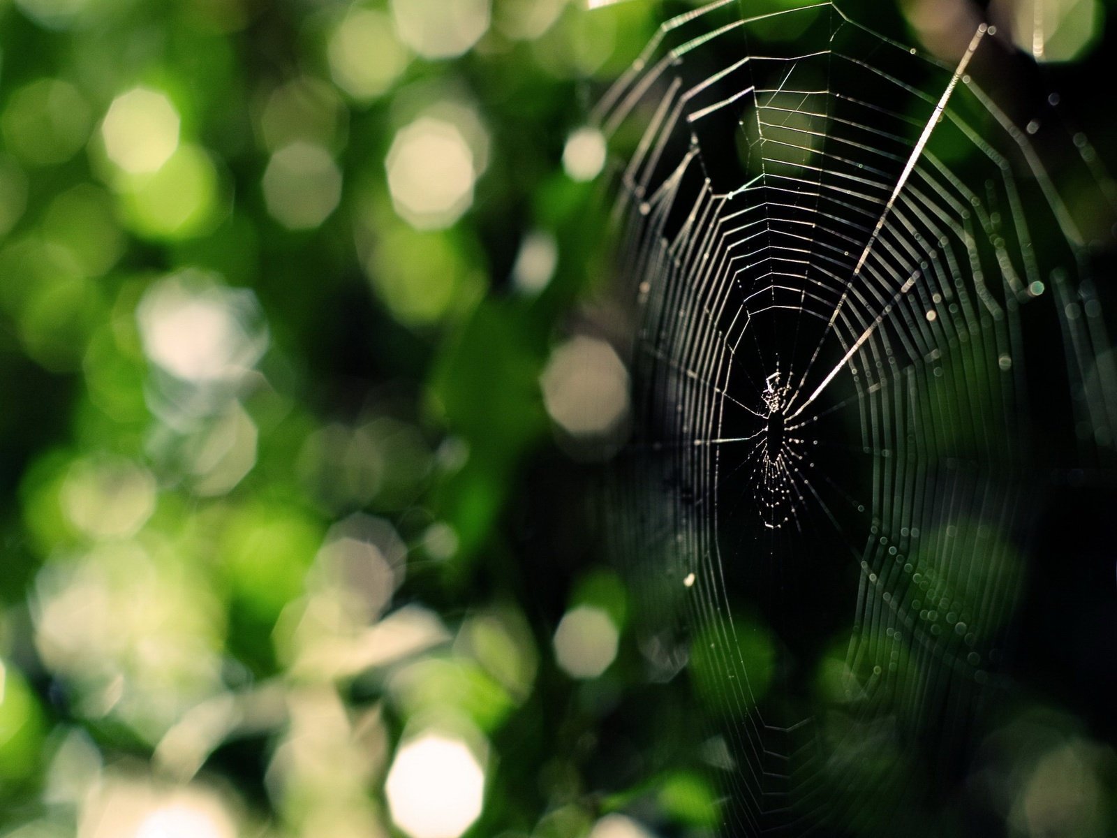 Обои зелень, паук, паутина, greens, spider, web разрешение 1920x1440 Загрузить