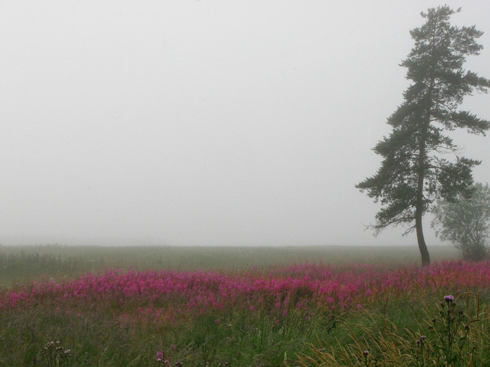 Обои дерево, туман, поле, tree, fog, field разрешение 1920x1200 Загрузить