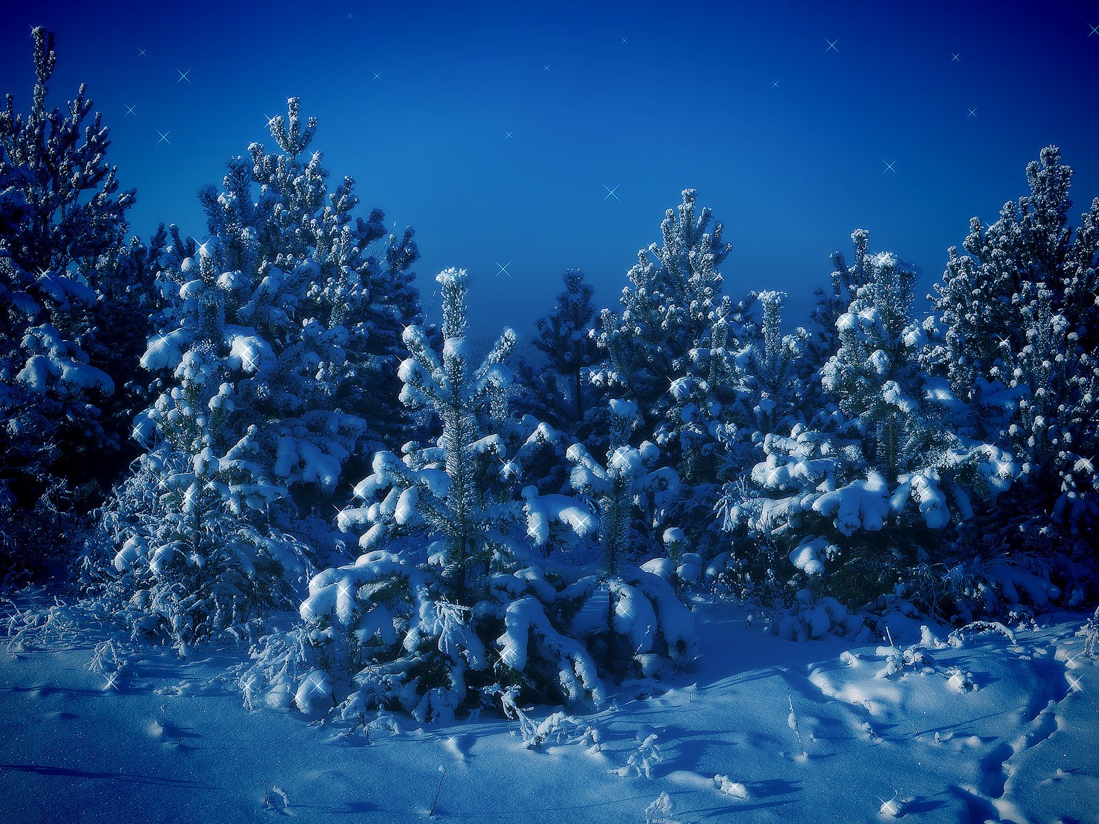 Обои деревья, снег, зима, синий, елки, trees, snow, winter, blue, tree разрешение 2560x1600 Загрузить