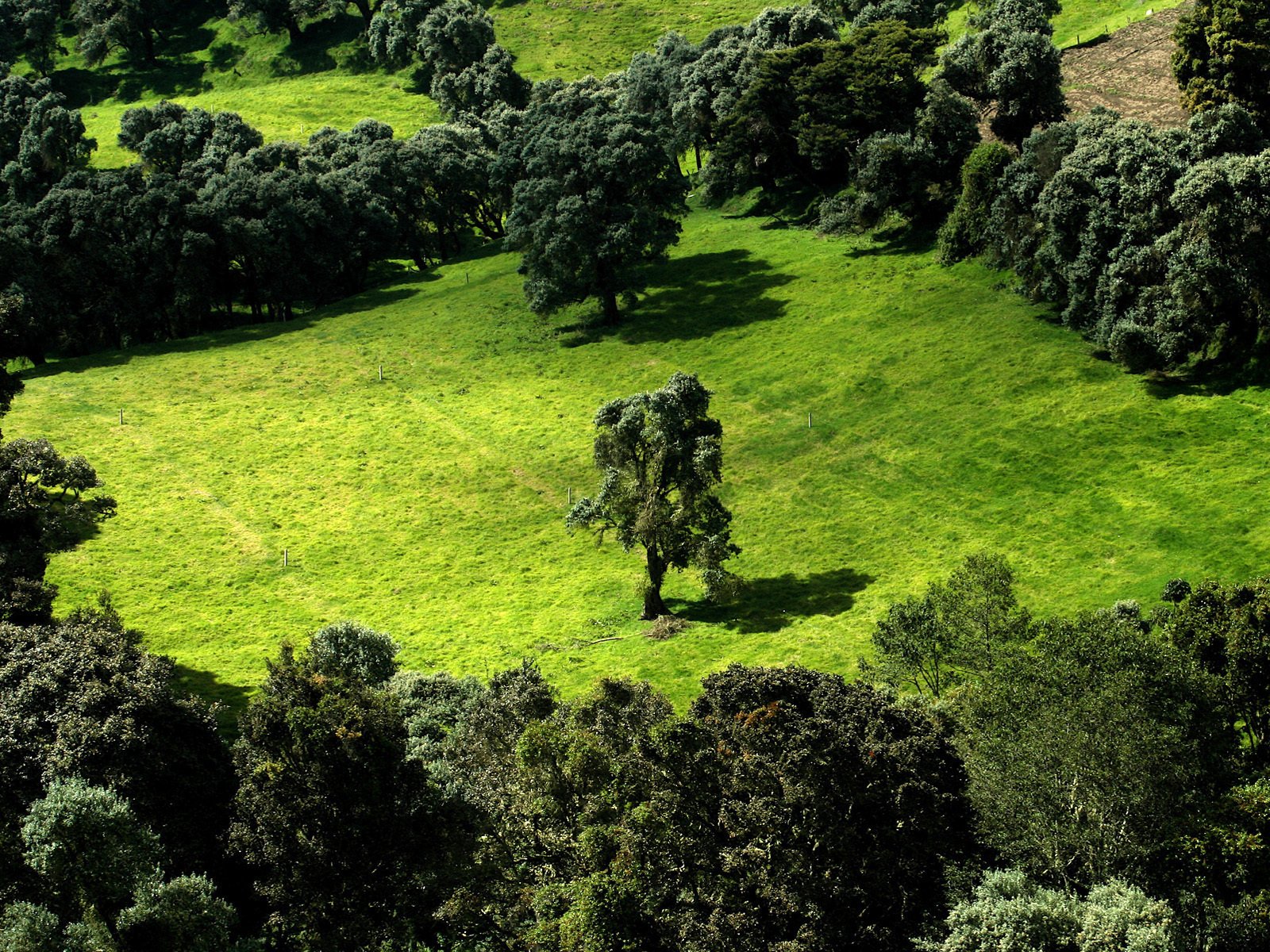 Обои деревья, зелень, поле, trees, greens, field разрешение 1920x1200 Загрузить