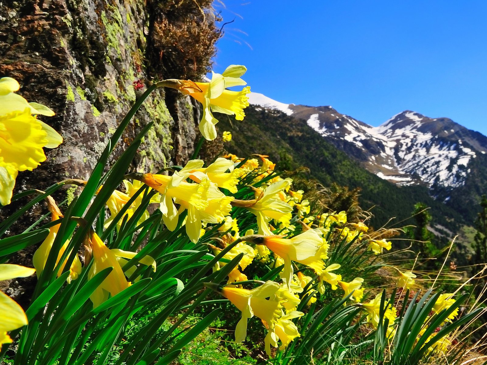 Обои небо, цветы, горы, природа, нарциссы, the sky, flowers, mountains, nature, daffodils разрешение 1920x1200 Загрузить