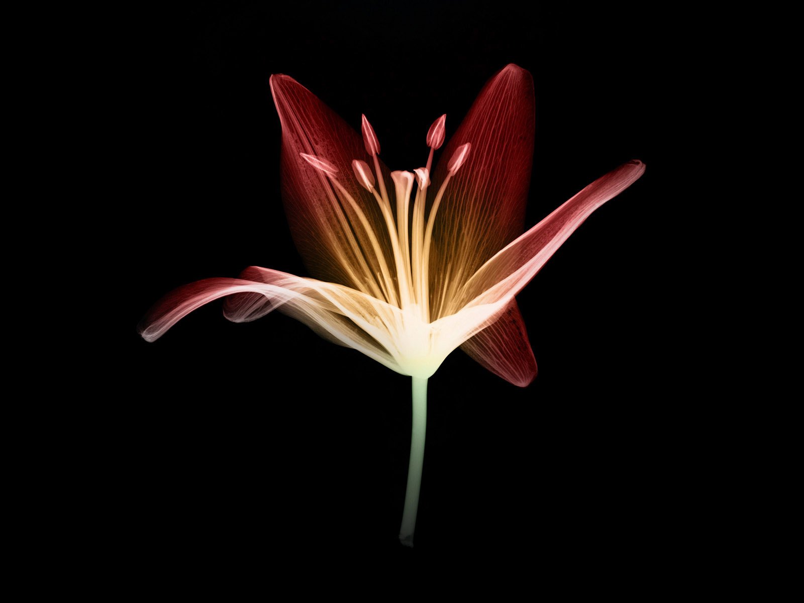 Обои свет, цветок, лепестки, черный фон, стебель, light, flower, petals, black background, stem разрешение 1920x1200 Загрузить