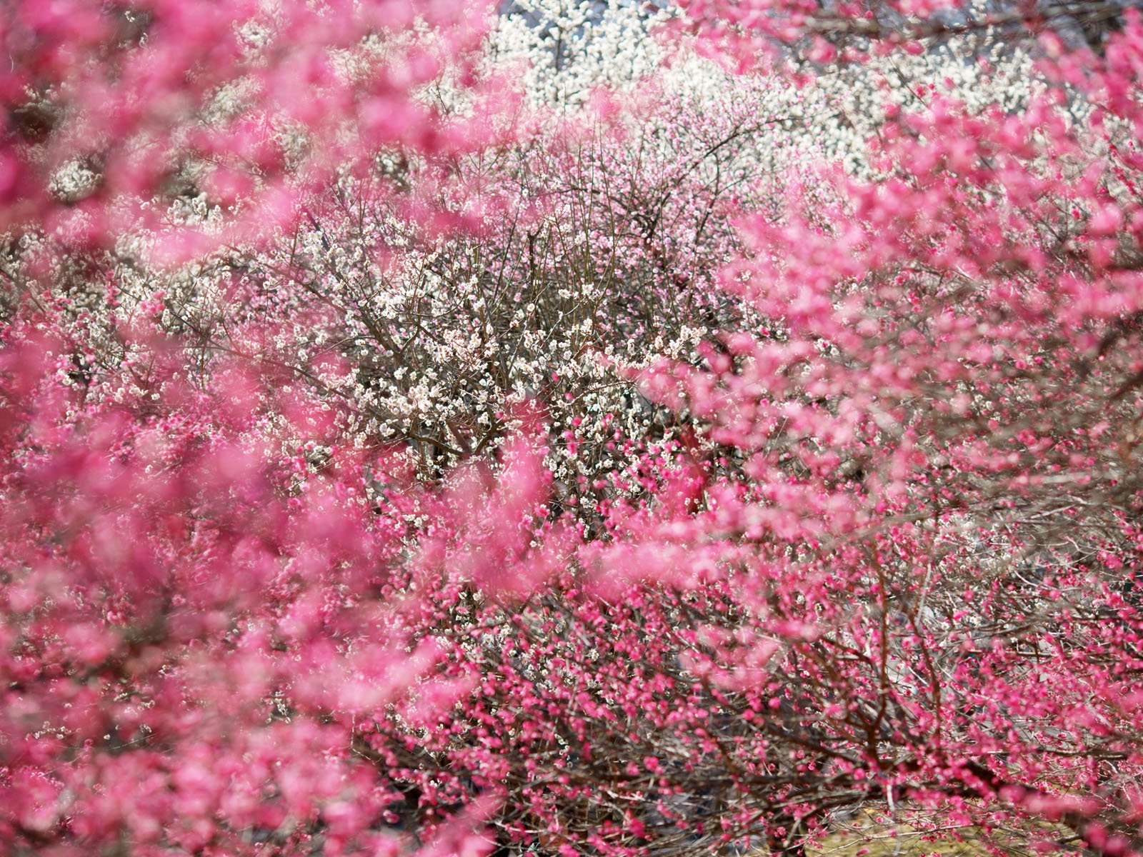 Обои деревья, сакура, соцветия, trees, sakura, inflorescence разрешение 1920x1200 Загрузить
