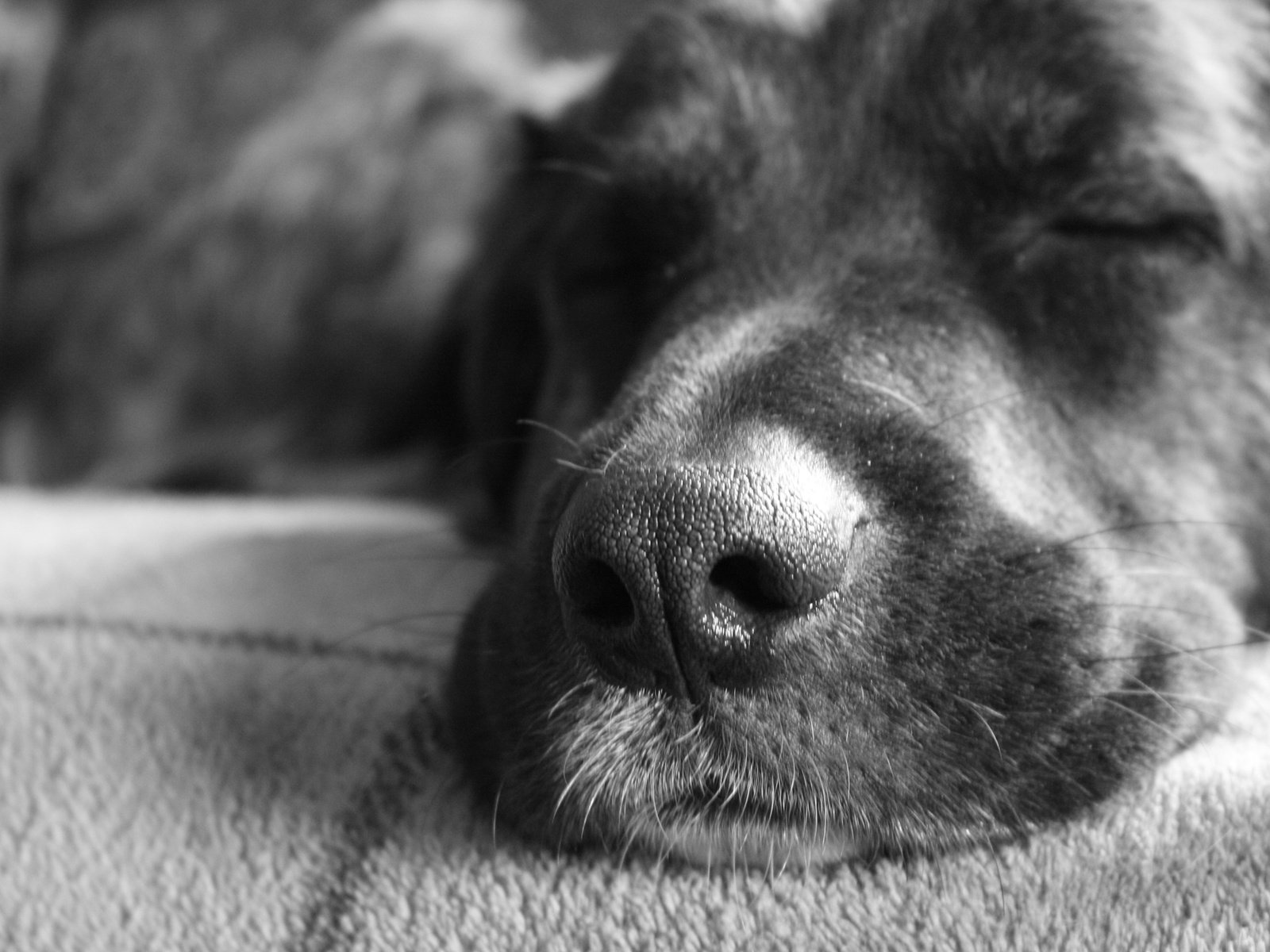 Обои морда, чёрно-белое, собака, спит, друг, нос, face, black and white, dog, sleeping, each, nose разрешение 2560x1600 Загрузить