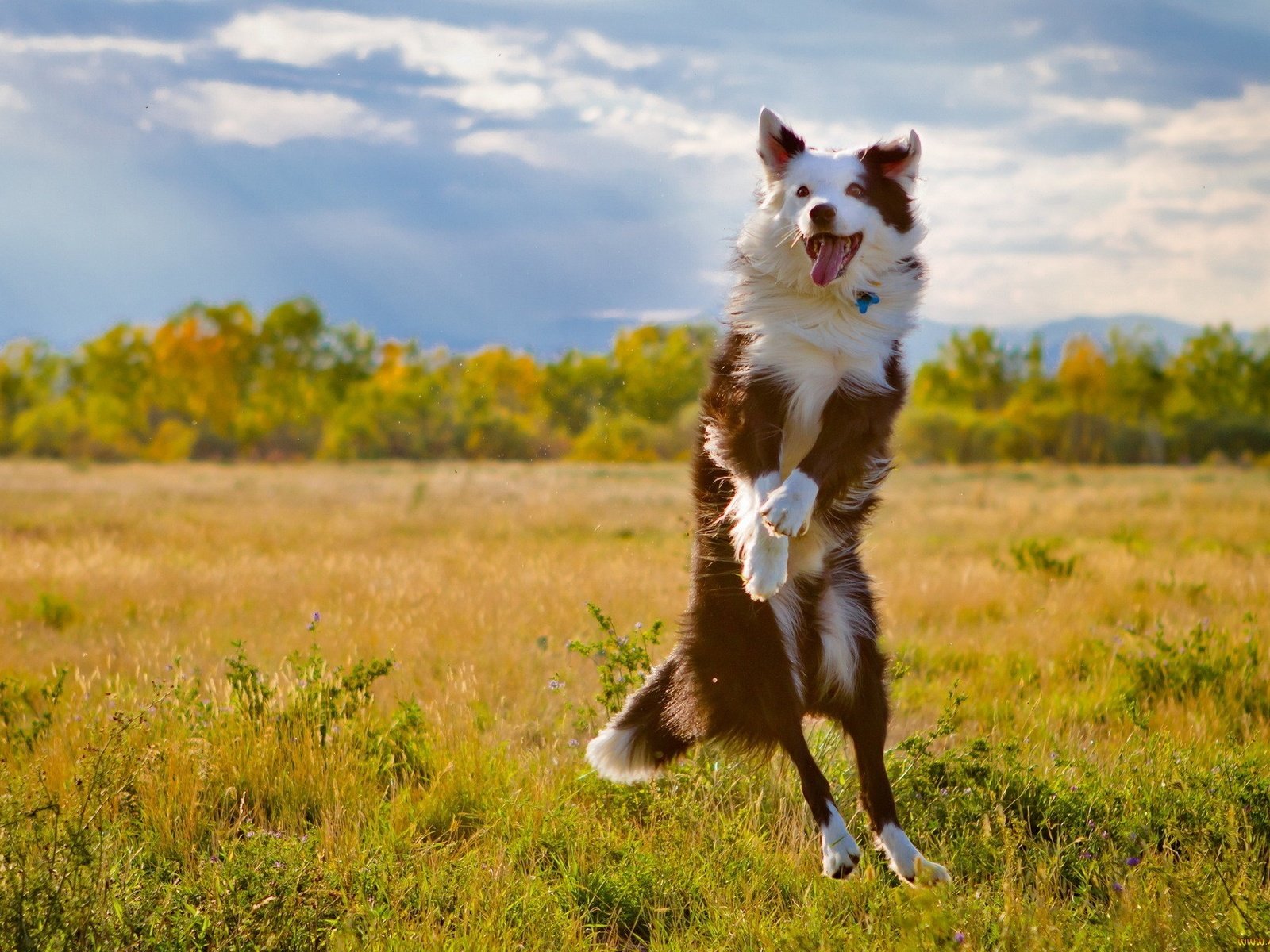 Обои поле, собака, прыжок, язык, бордер-колли, field, dog, jump, language, the border collie разрешение 1920x1280 Загрузить