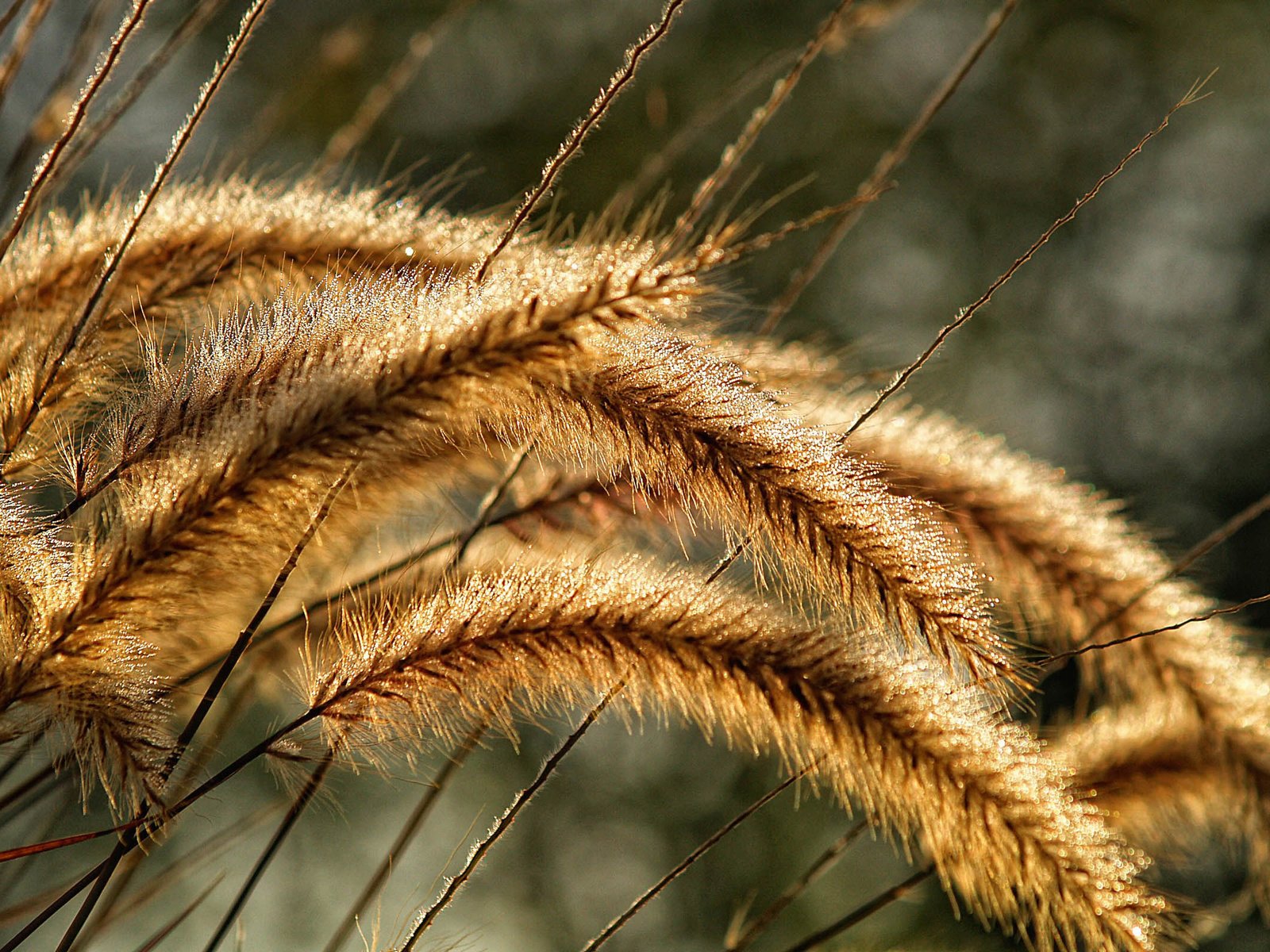 Обои трава, природа, макро, колосья, колоски, растение, красиво, grass, nature, macro, ears, spikelets, plant, beautiful разрешение 2560x1600 Загрузить