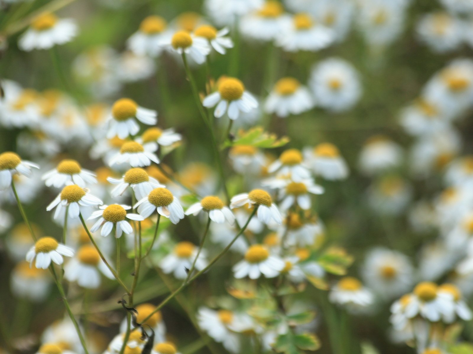 Обои цветы, природа, ромашки, белые, flowers, nature, chamomile, white разрешение 2560x1600 Загрузить