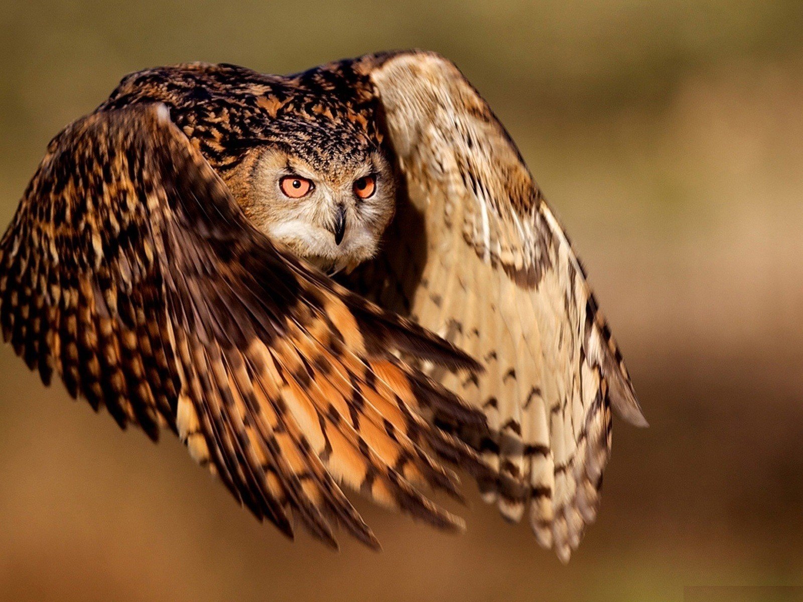 Обои сова, полет, крылья, птица, клюв, перья, филин, owl, flight, wings, bird, beak, feathers разрешение 1920x1200 Загрузить