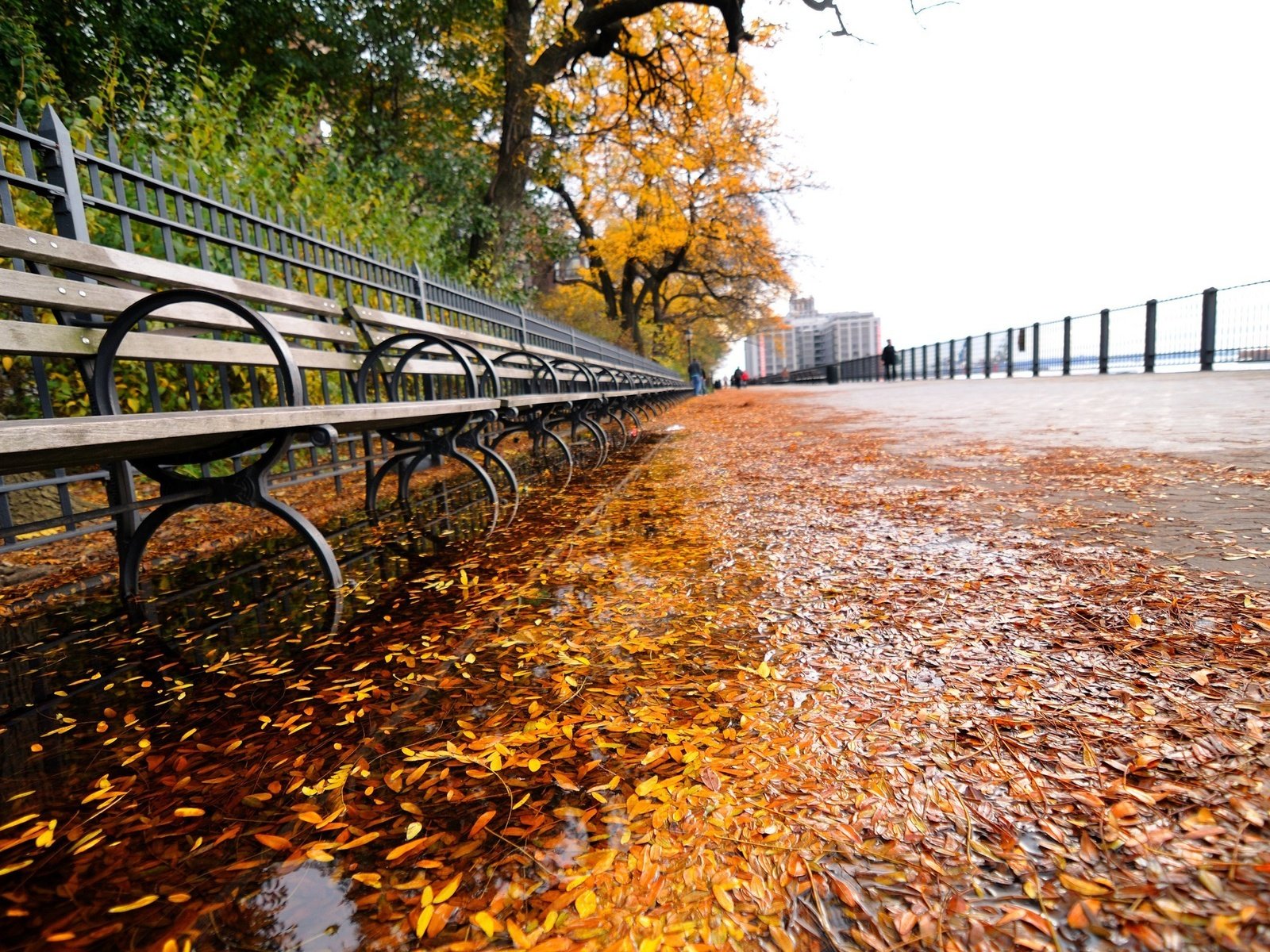 Обои листья, осень, нью-йорк, leaves, autumn, new york разрешение 2560x1600 Загрузить