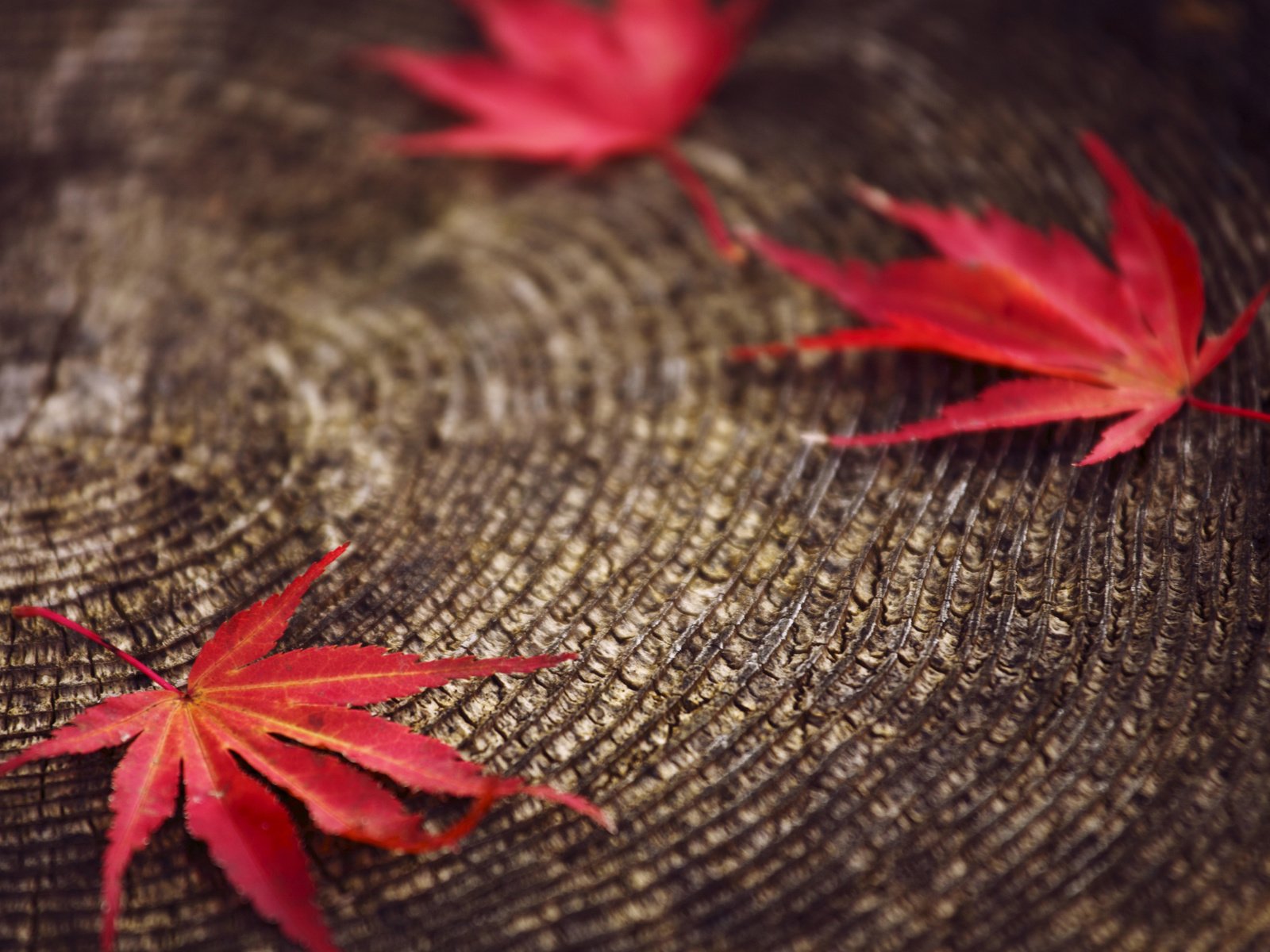 Обои листья, макро, красные, размытость, пенек, осенние, leaves, macro, red, blur, stump, autumn разрешение 2560x1600 Загрузить