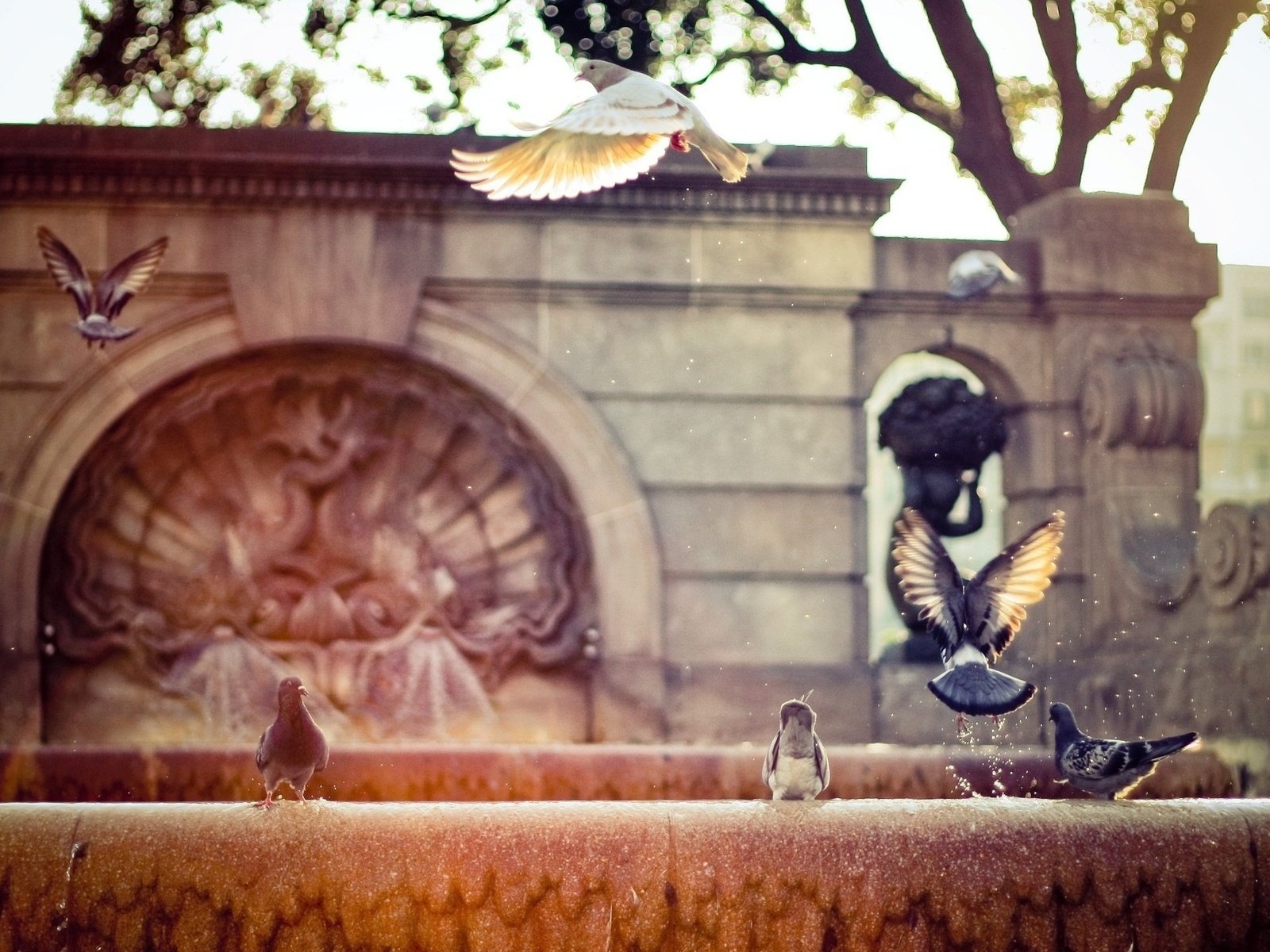 Обои фонтан, голуби, fountain, pigeons разрешение 2560x1440 Загрузить