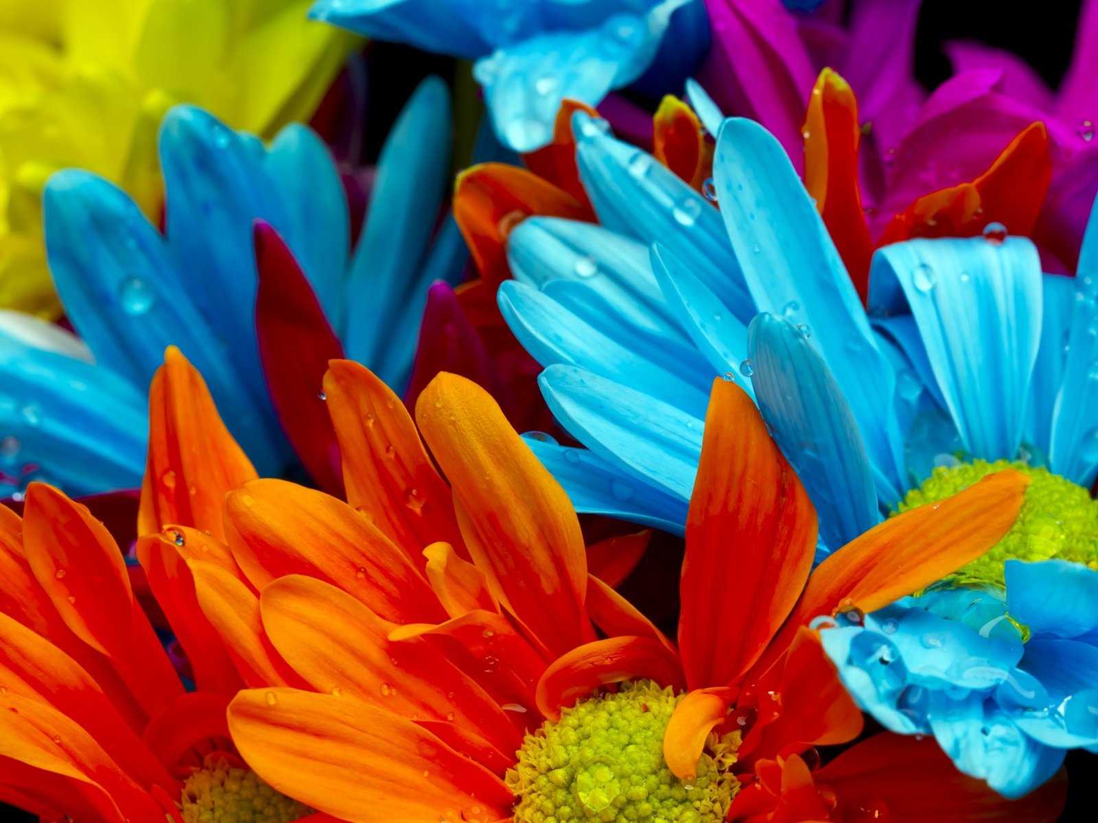 Обои цветы, желтые, макро, оранжевые, роса, капли, красные, красочные, голубые, яркие, flowers, yellow, macro, orange, rosa, drops, red, colorful, blue, bright разрешение 2560x1600 Загрузить