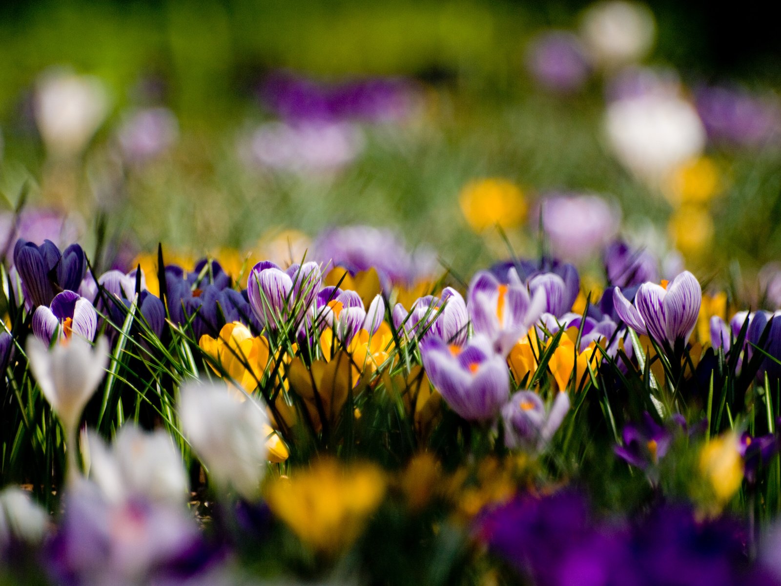 Обои фиолетовый, поляна, весна, крокусы, purple, glade, spring, crocuses разрешение 3648x2736 Загрузить