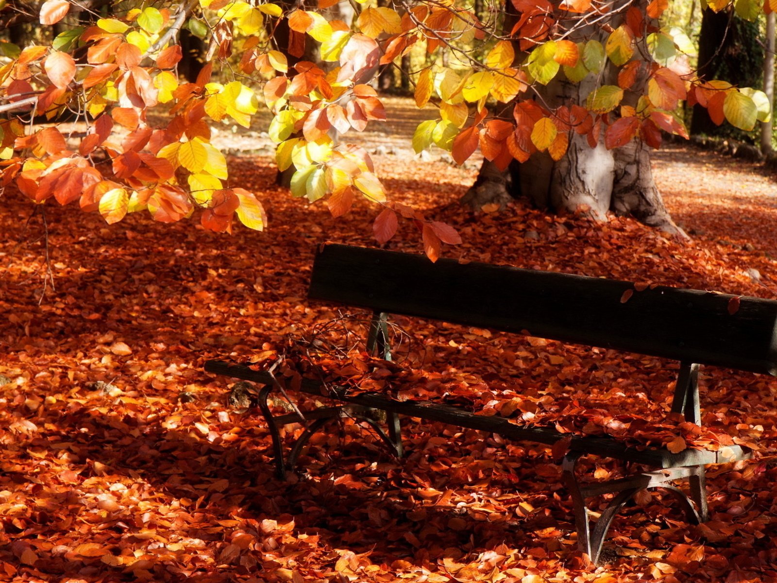 Обои листья, парк, осень, скамейка, скамья, leaves, park, autumn, bench разрешение 2560x1600 Загрузить