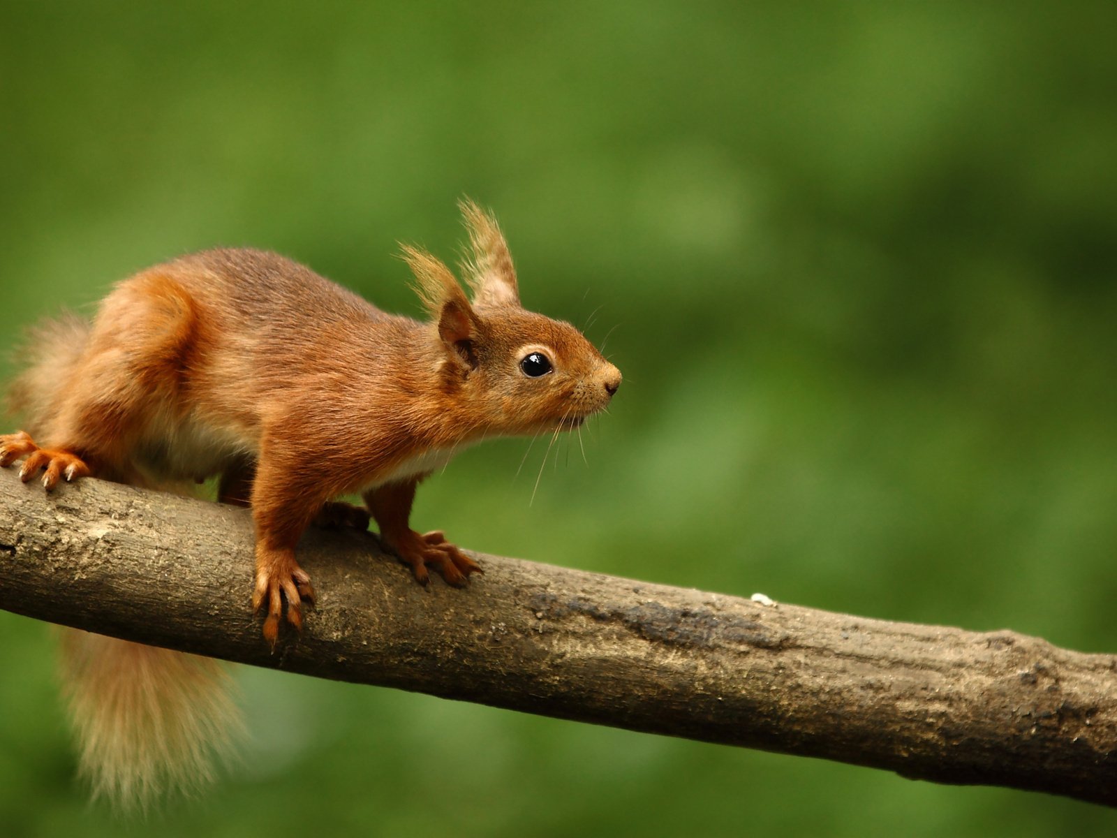 Обои ветка, животные, рыжая, белка, боке, branch, animals, red, protein, bokeh разрешение 1920x1200 Загрузить