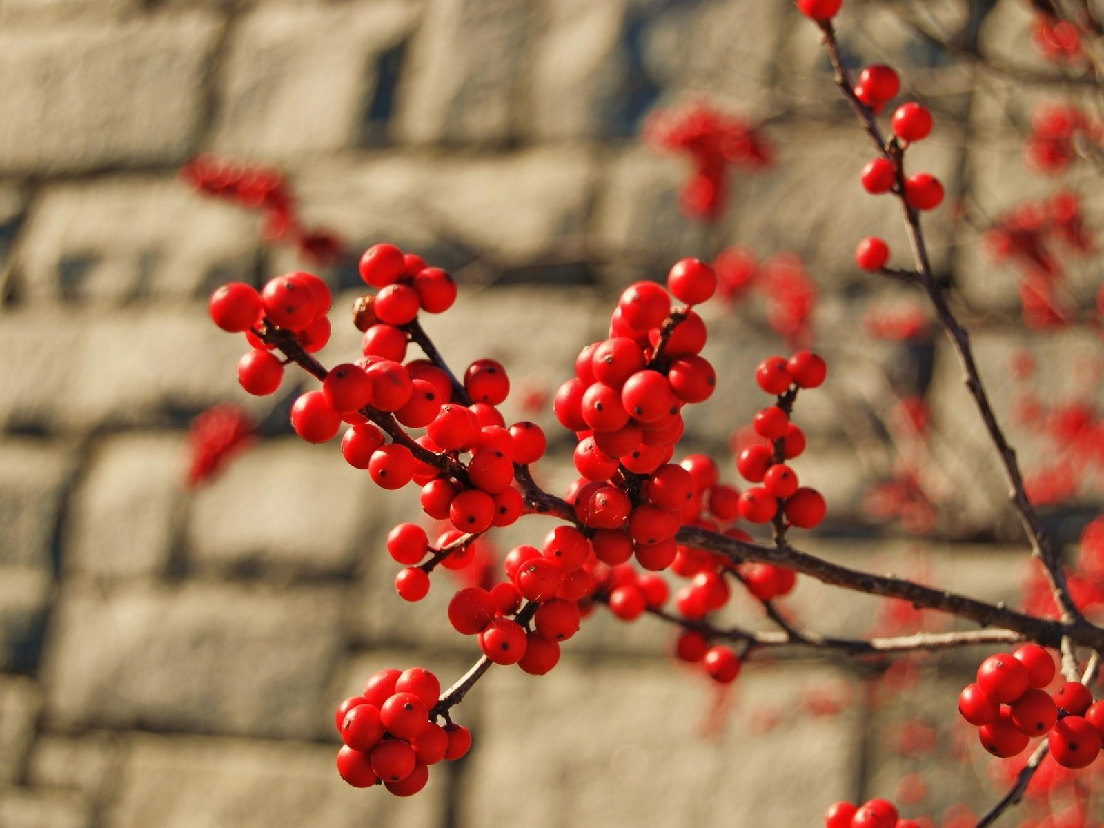 Обои ветка, макро, стена, красные, ягоды, куст, кирпич, грозди, branch, macro, wall, red, berries, bush, brick, bunches разрешение 2711x1815 Загрузить