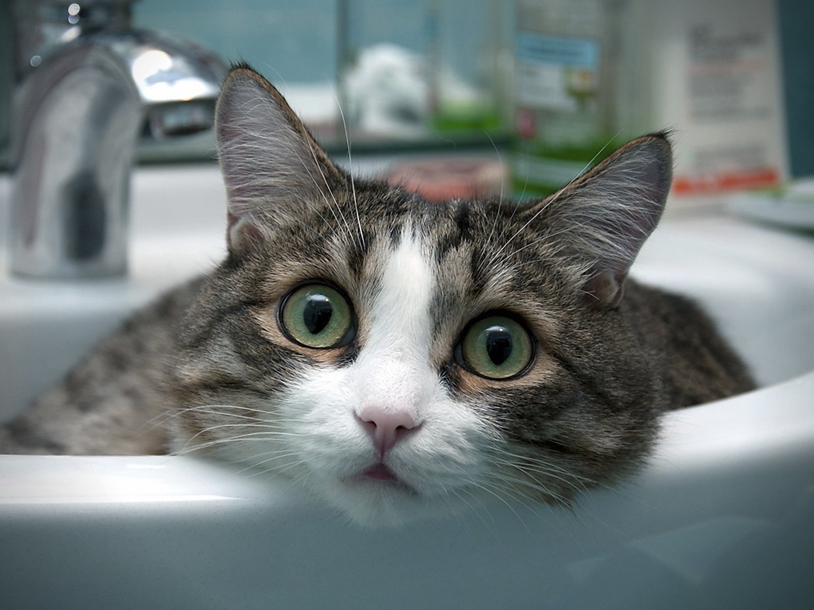 Обои глаза, кот, кошка, кран, раковина, eyes, cat, crane, sink разрешение 1920x1200 Загрузить