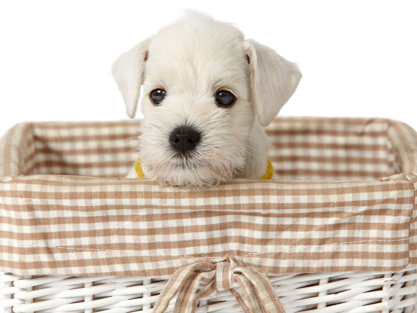 Обои взгляд, белый, собака, щенок, корзинка, милый щенок, look, white, dog, puppy, basket, cute puppy разрешение 2880x1800 Загрузить