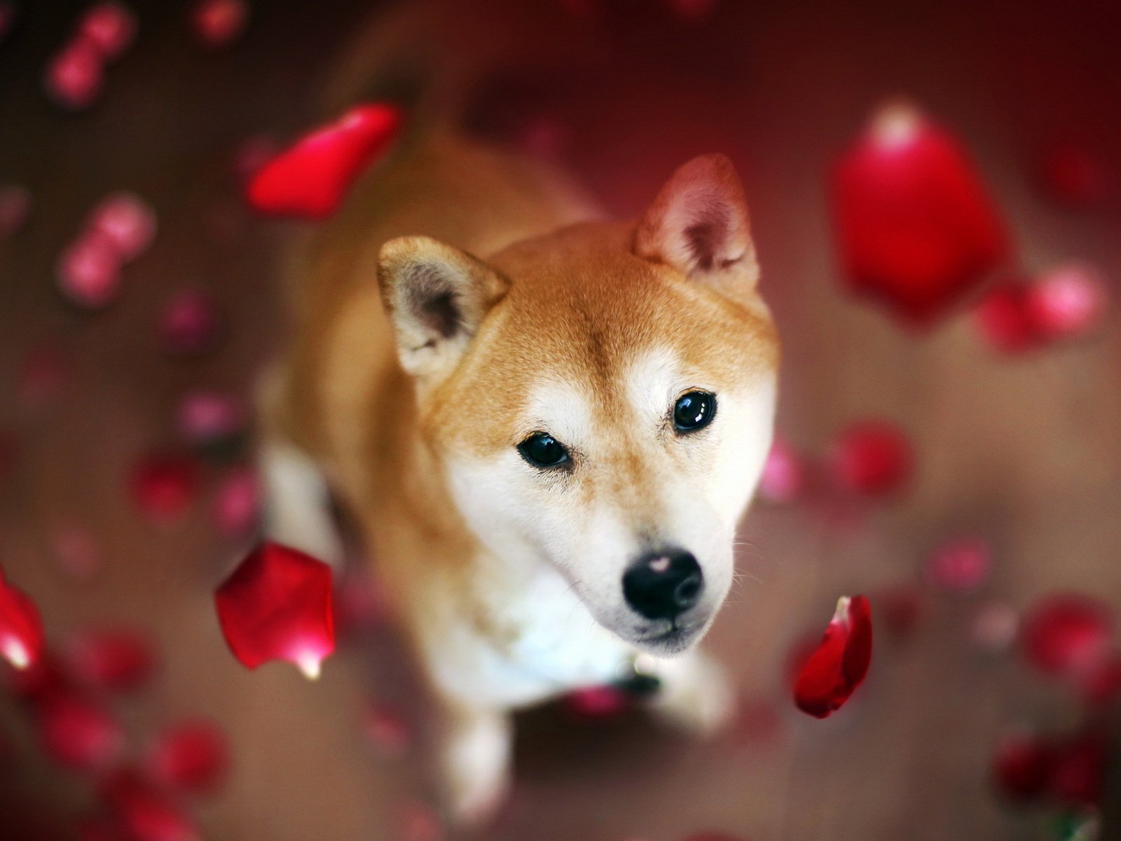 Обои цветы, лепестки, взгляд, собака, сиба-ину, flowers, petals, look, dog, shiba inu разрешение 1920x1200 Загрузить