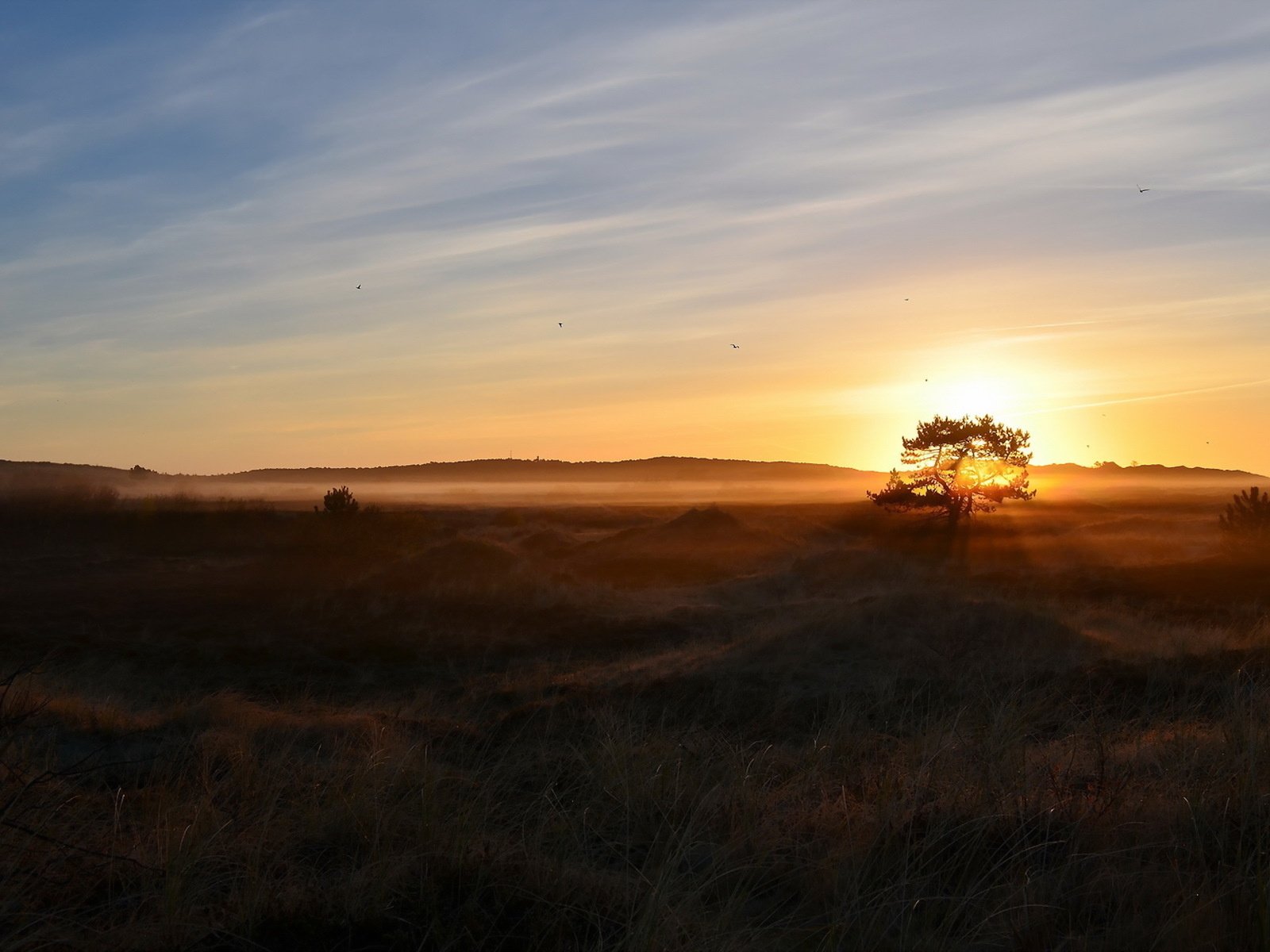 Обои природа, дерево, утро, туман, поле, nature, tree, morning, fog, field разрешение 1920x1200 Загрузить