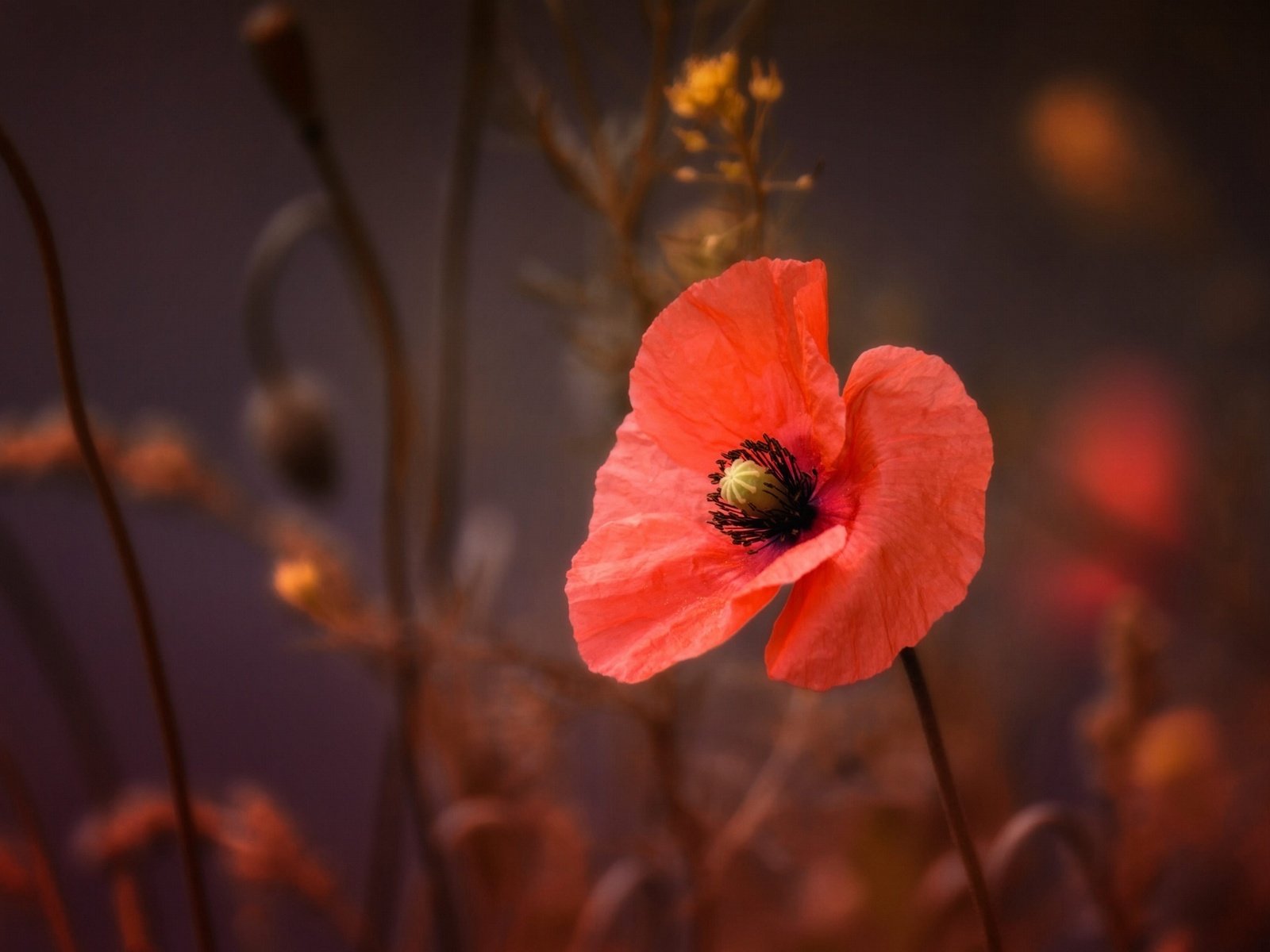 Обои макро, цветок, лепестки, красный, мак, macro, flower, petals, red, mac разрешение 2048x1366 Загрузить