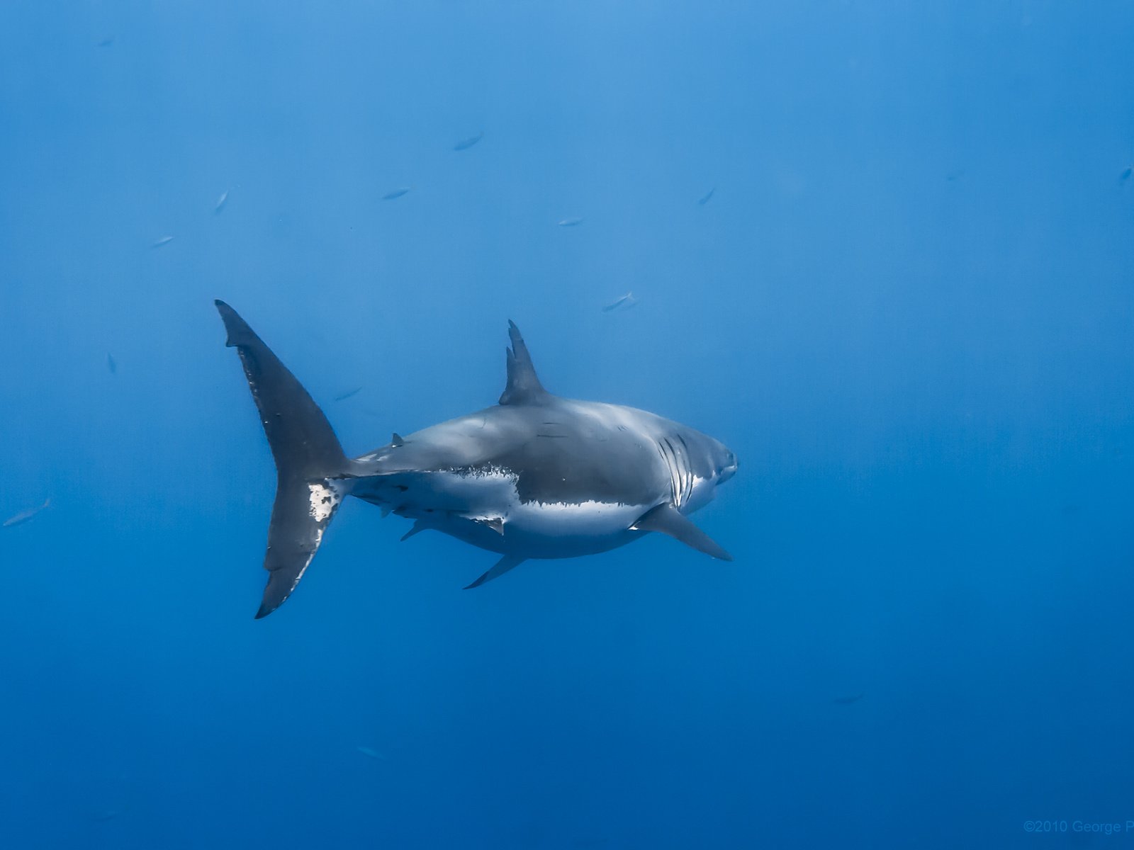 Обои вода, акула, подводный мир, water, shark, underwater world разрешение 3456x2304 Загрузить