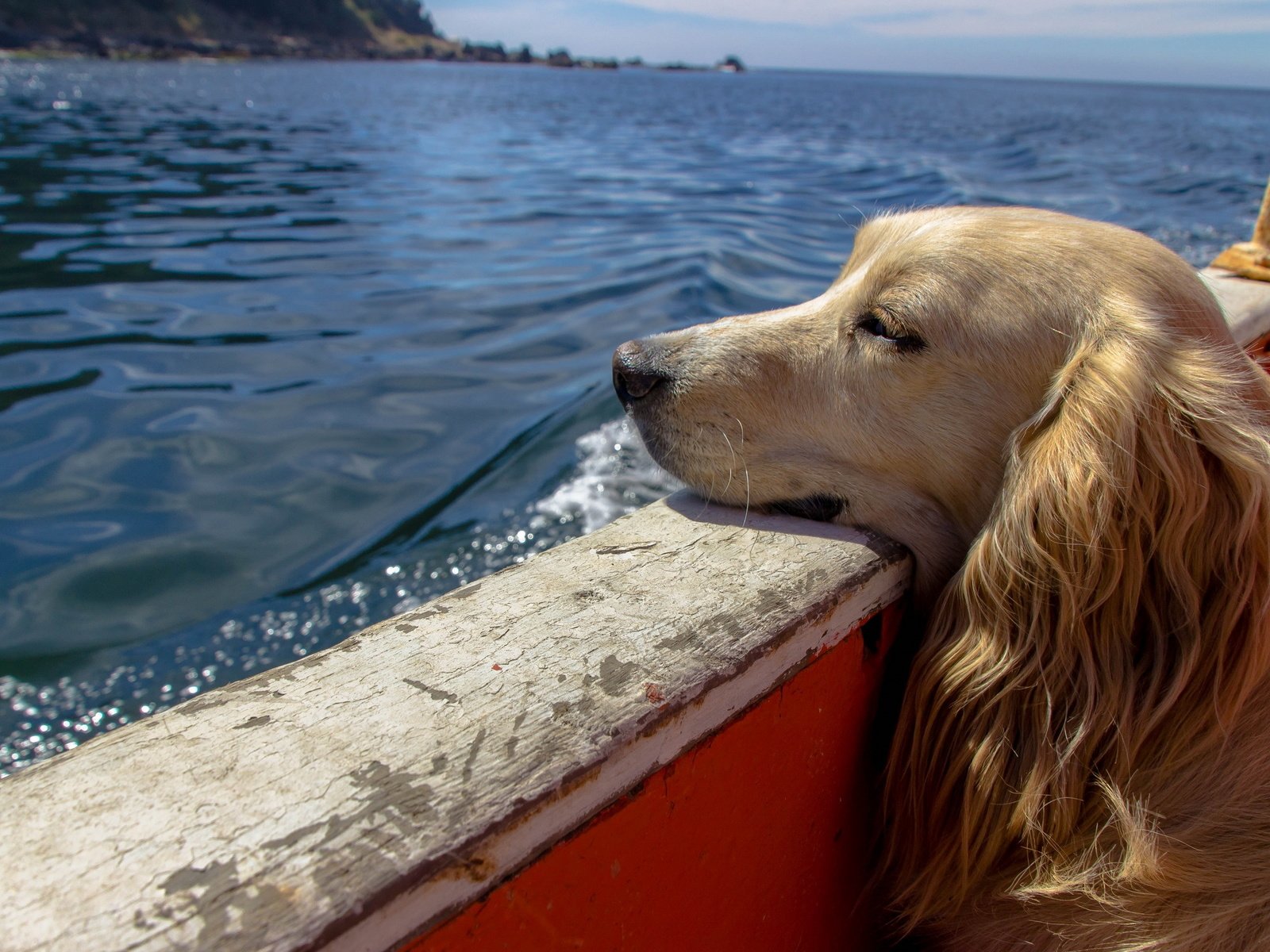 Обои вода, собака, лодка, сеттер, water, dog, boat, setter разрешение 2560x1600 Загрузить