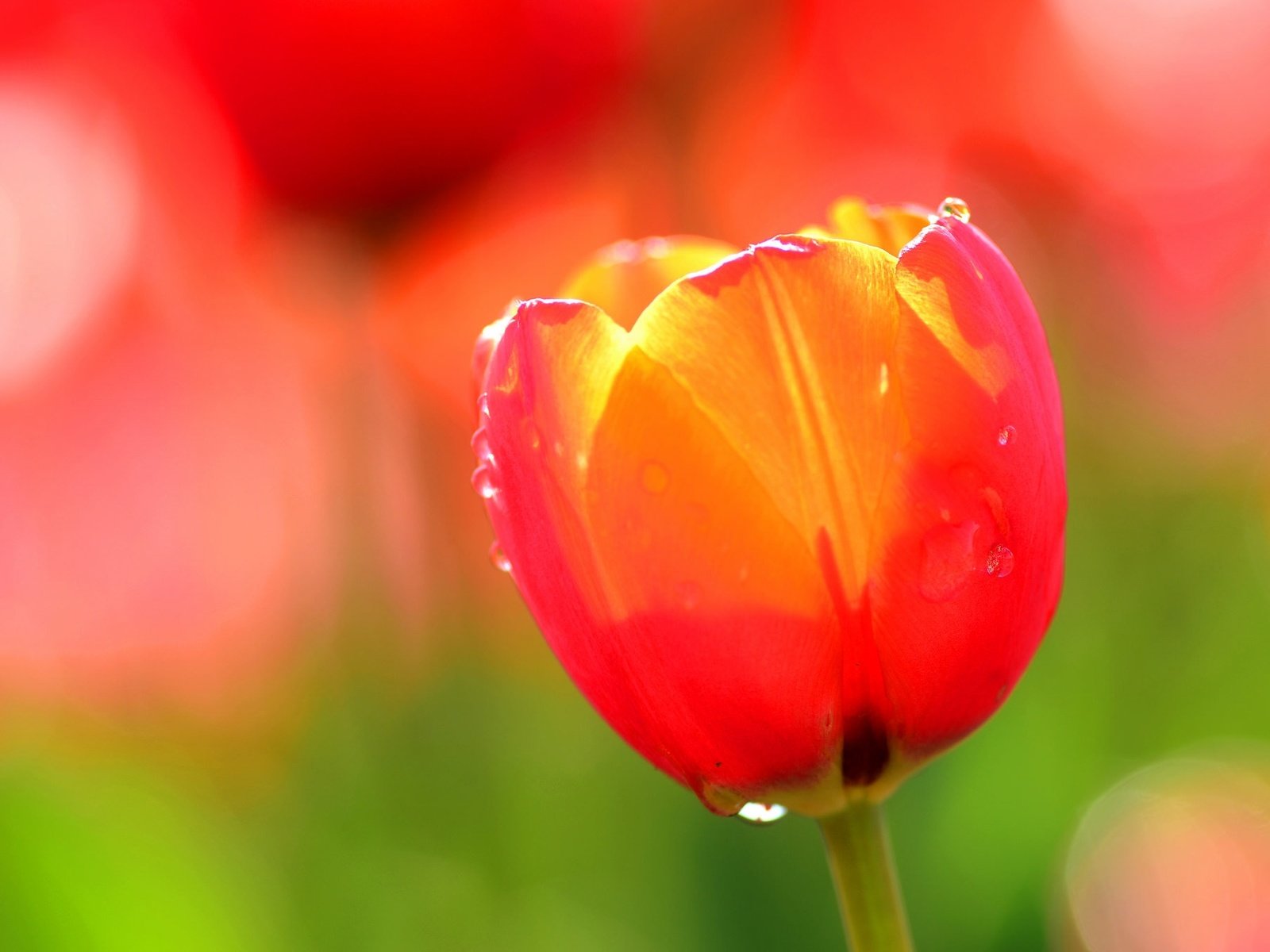 Обои вода, цветок, роса, капли, лепестки, тюльпан, water, flower, rosa, drops, petals, tulip разрешение 2048x1356 Загрузить
