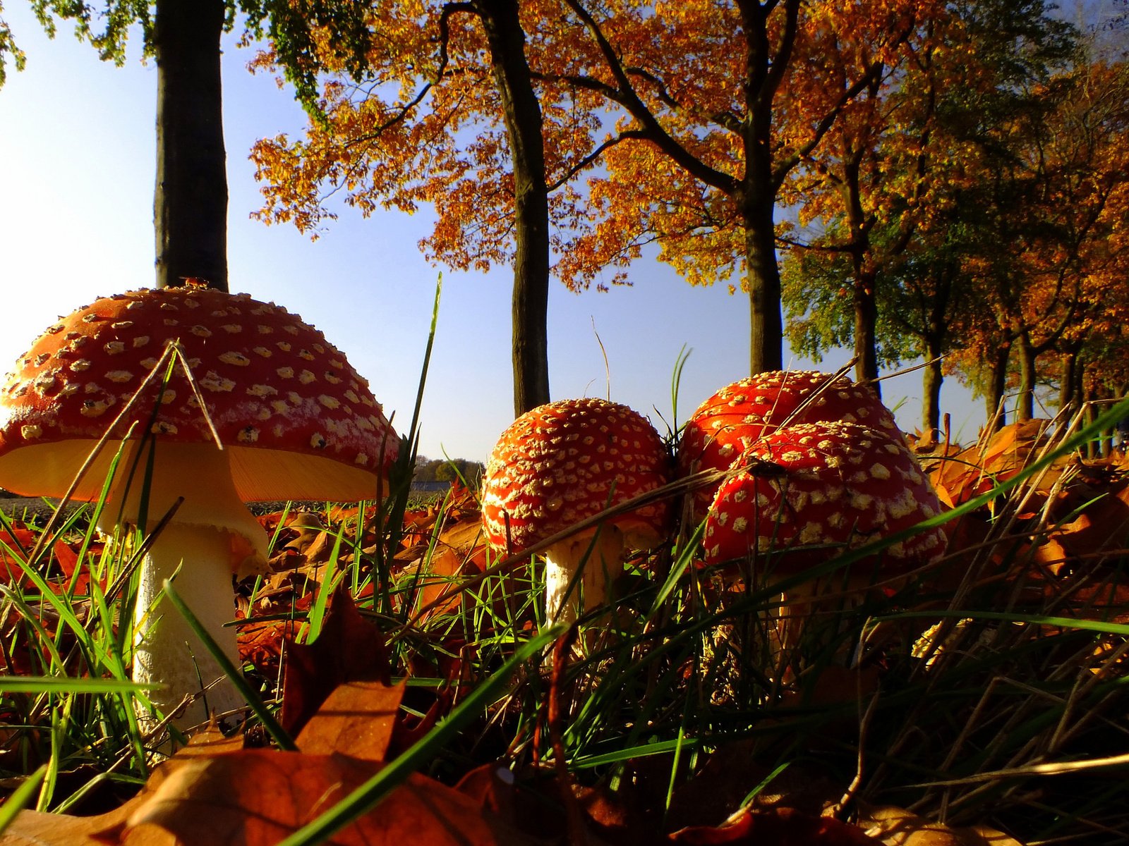 Обои природа, листья, осень, грибы, мухомор, семейка, nature, leaves, autumn, mushrooms, mushroom, family разрешение 2048x1374 Загрузить
