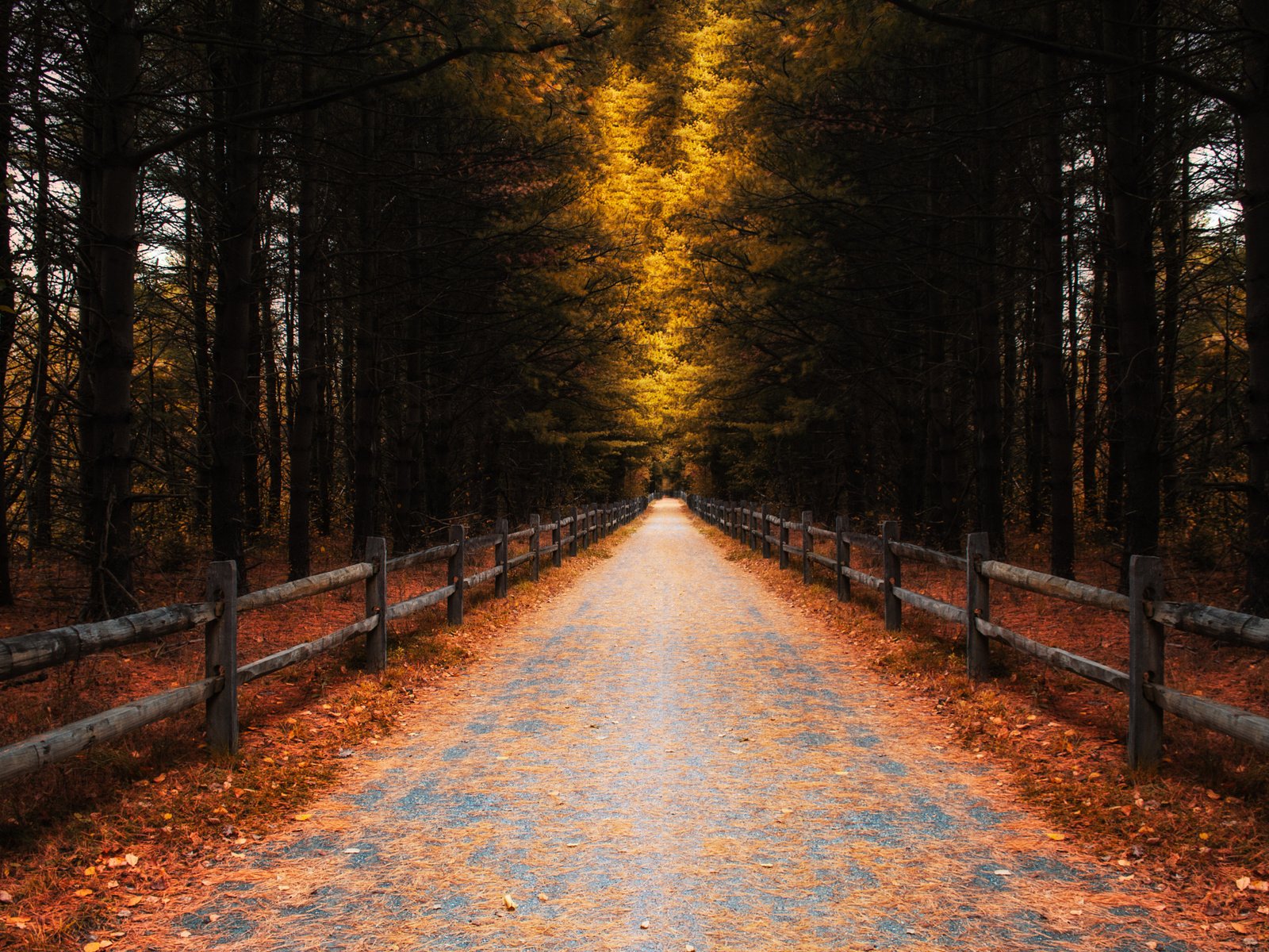 Обои дорога, деревья, листья, осень, забор, road, trees, leaves, autumn, the fence разрешение 2048x1365 Загрузить